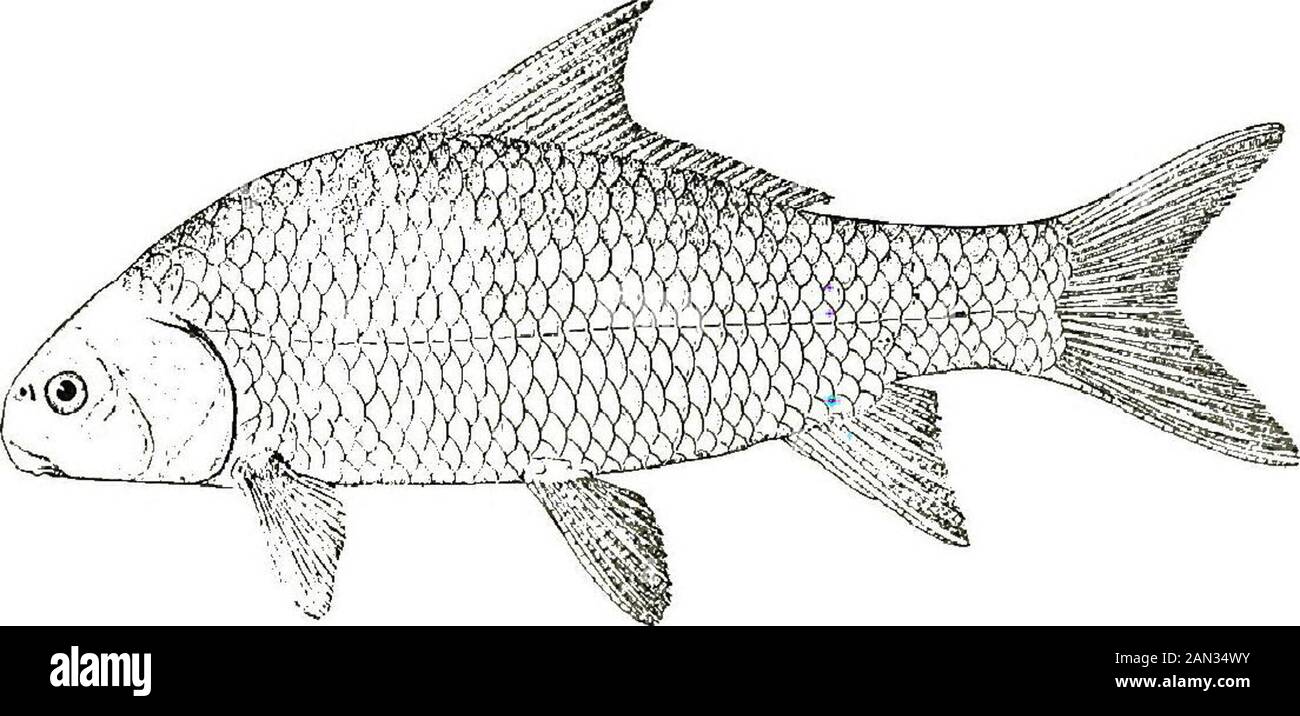 ..The fishes of Illinois . y thin and compressed, the back much elevated in adults, depth 2 to 2f in length; snout very blunt, squarish at tip; eye large, 3J to 4| in head; anterior rays of dorsal much lengthened, sometimes equaling length of base of fin; small species, not over 12 inches in length difformis. aa. Snout longer, 3 to 3 in head; nostrils situated well back, the distance from anterior nostril to end of snout usually greater than diameter of eye; tip of lower jaw far in advance of nostrils. c. Body robust, subfusiform, depth 2f to 3£ in lepgth; anterior rays of dorsal scarcely el Stock Photo