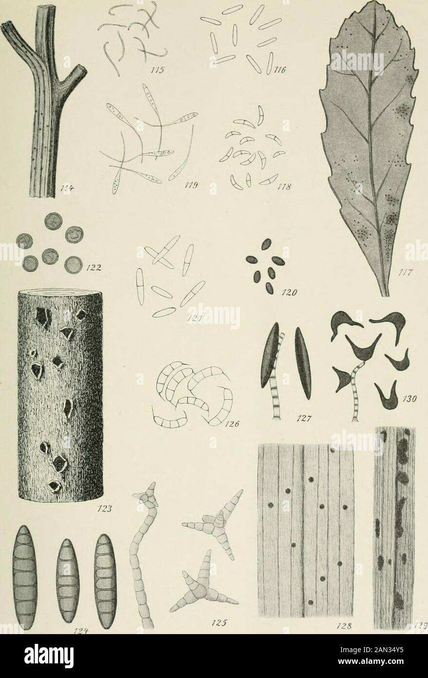 Danish fungi as represented in the herbarium of ERostrup . i^ ^(P ;07 / /^ ^ / Y^ % / Z (#*?# * 7: Gloeosporiumsecalis Rostrup. sp. ^. - Fig. 98-99: Gloeosporium achaeni.cola Rostrup on the fru.t otPastinaca. hab. f sp. ^. - Fig. 100: Gloeosporium achaeniicola Rostrup^^on the fru.tof Petroselinum i2&lt;I.   Fig. 101: Cryptosporium urgidum B. ix Br. sp. -j- (see al otab IX) - Fig. l02: Pestalozzia maculicola Rostrup, sp. i^. - F.g. 103: Monochaet.acorvli fRostrup) sp. i^. - Fig. 104: Monochaetia berberidis spec. nov.. sp. -j-. - fg-coryu (^Kostrupj, sp. , g j,^, 106-107- Microdiplodia betulae 1 Stock Photo