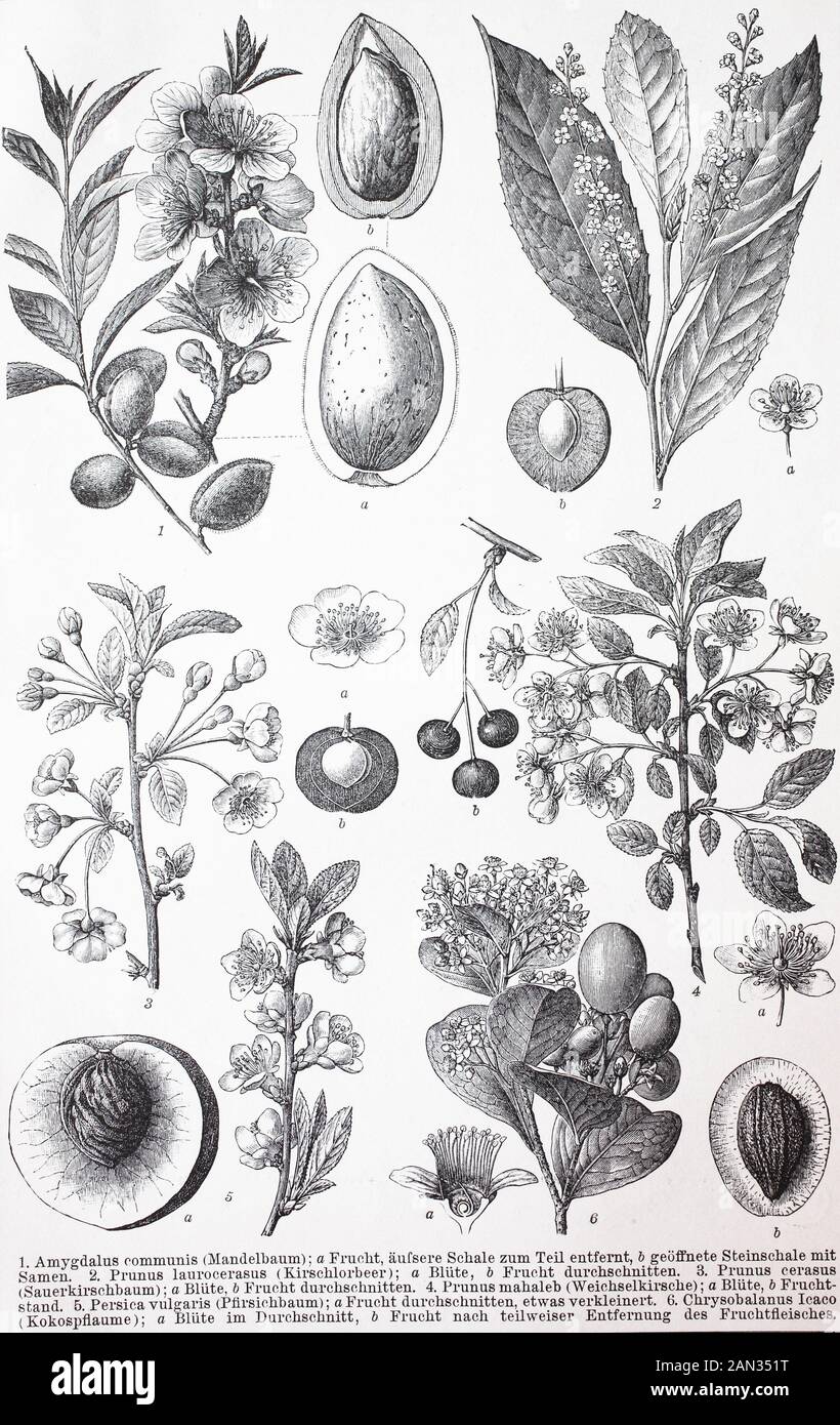 Various Rosids, Amygadalus communis, Prunus laurocerasus, Prunus ...