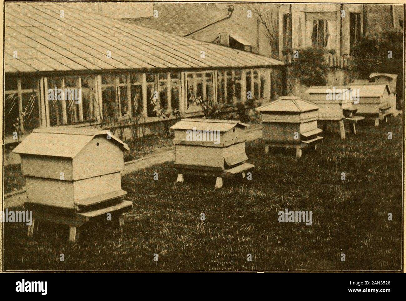 British bee journal & bee-keepers adviser . rseryman whose apiary has been illus-trated, and we gladly welcome as a readerone who follows a line of business believedby some to be injured more or less by beesentering their greenhouses and doingdamage therein by their visits to bloomsfor the purpose of pollen-gathering, etc.His own experience as a bee-keeper is in-teresting, and needs no addition from us.He says : — br.ard laid in front of the prepared framehive, and the manner in which the littlecreatures all faced right about, andmarched like drilled soldiers into the? new Jiouse was a sight o Stock Photo