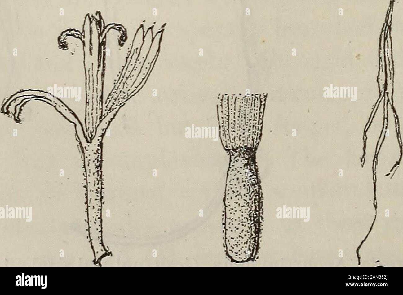 American journal of pharmacy . G 7 8 Perezia(Acourtia) Wrghtii, Gray.—1. Leaf (nat, size). 2. Flower head (nat. size),With bases of cut pedicels. 3. Root Q4 nat. size). 4. Root deprived of the woollycovering. 5. Floret (nat. size). 6. Corolla. 7. Akene. 8. Stamens (magnified). Am. Jour. PharmApril, 1884. Pipitzahoic Acid and Species of Perezia. 191 towards the apex. The akenes are whitish, glandular, puberulent,cylindrical, and have a pappus of copious hairs. The root of a slightly bitter and astringent taste, imparts to strongalcohol a dingy yellow tint, which by the addition of a weak soluti Stock Photo
