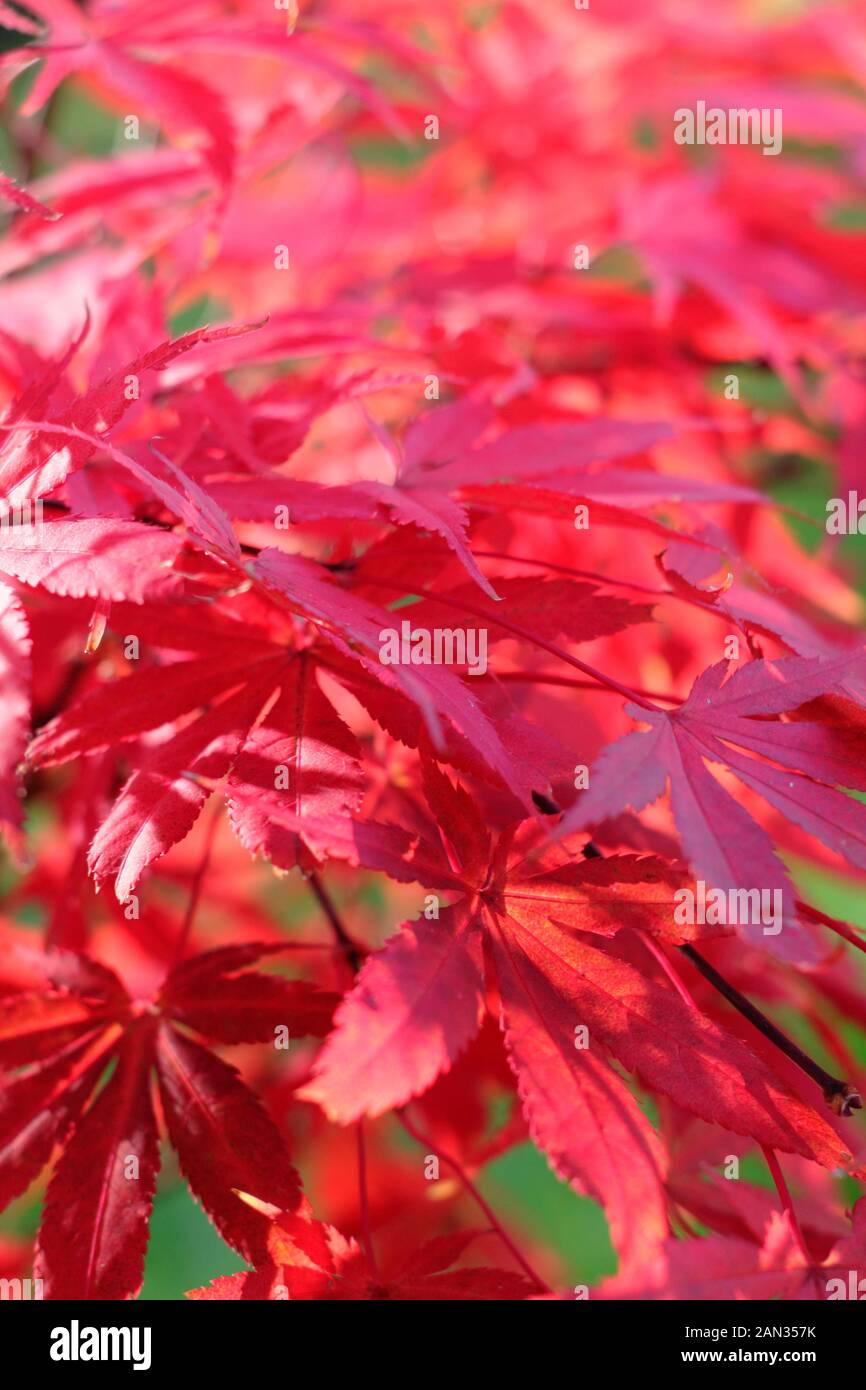 Acer palmatum 'Westonbirt Red'. Japanese Maple 'Westonbirt Red' displaying distinctive scarlet leaves in autumn. UK Stock Photo