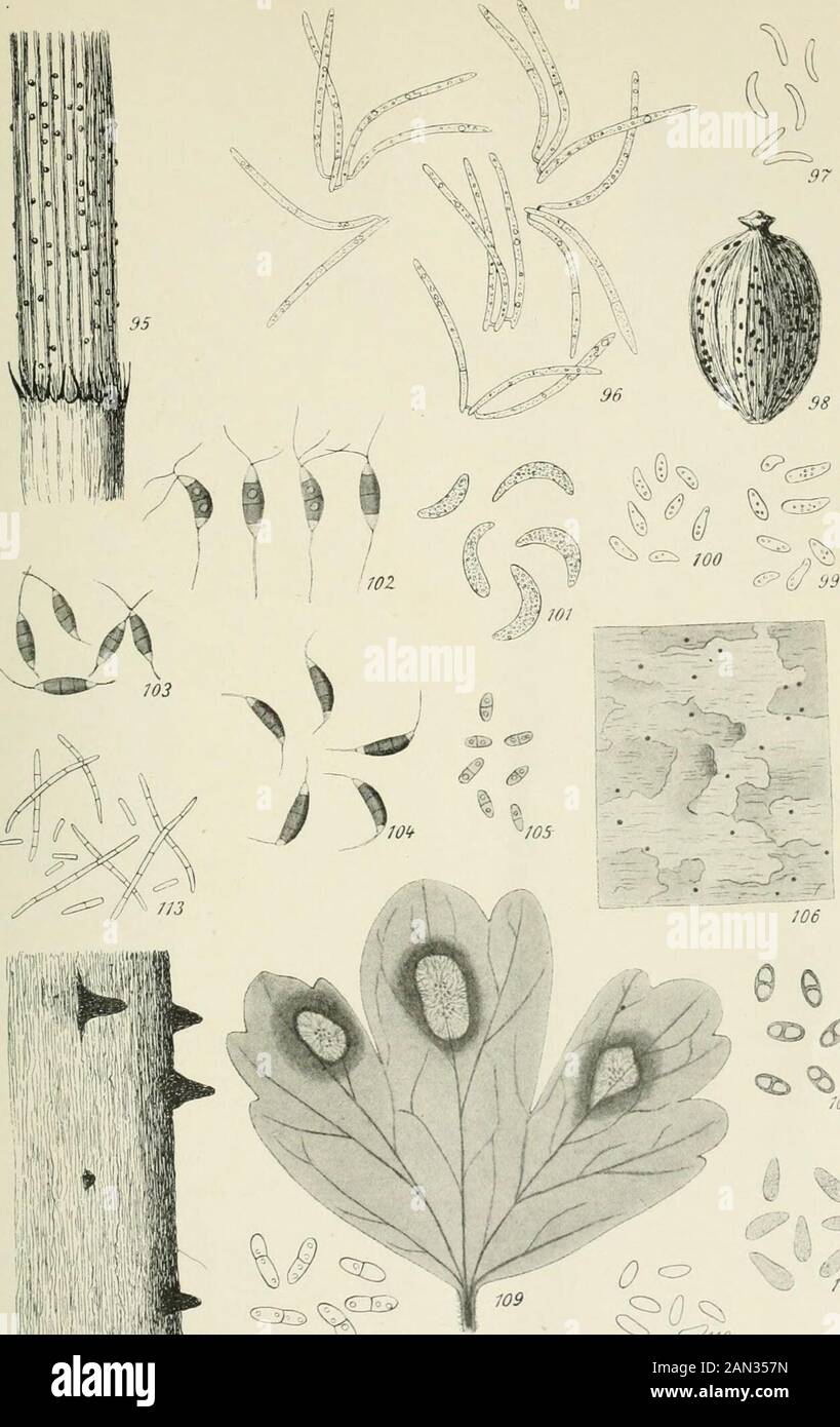 Danish fungi as represented in the herbarium of ERostrup . Fig. 81-82: Septoria linnaeae (Ehrb.), hab.—, sp. —. — Fig. 83-84: Septoria arnoseridismihi, hab.—, sp. -r-. — Fig. 85-86: Septoria calamagrostidis (Lib.), hab.-p, sp. —. — Fig.87-88: Septoria epigejos Thiimen, hab.—, sp. -p. — Fig. 89: Septoria elymi Rostrup, sp.iji-. - Fig. 90-91: Septoria culmifida mihi, hab.-f, ,sp. i^o. _ fig. 92-94: Septoria oxalidis sp. nov., hab.-p, pycnidia -p, sp. -p. O. Rostrup del. Tab. VIII.. i^ ^(P ;07 / /^ ^ / Y^ % / Z (#*?# * 7: Gloeosporiumsecalis Rostrup. sp. ^. - Fig. 98-99: Gloeosporium achaeni.cola Stock Photo