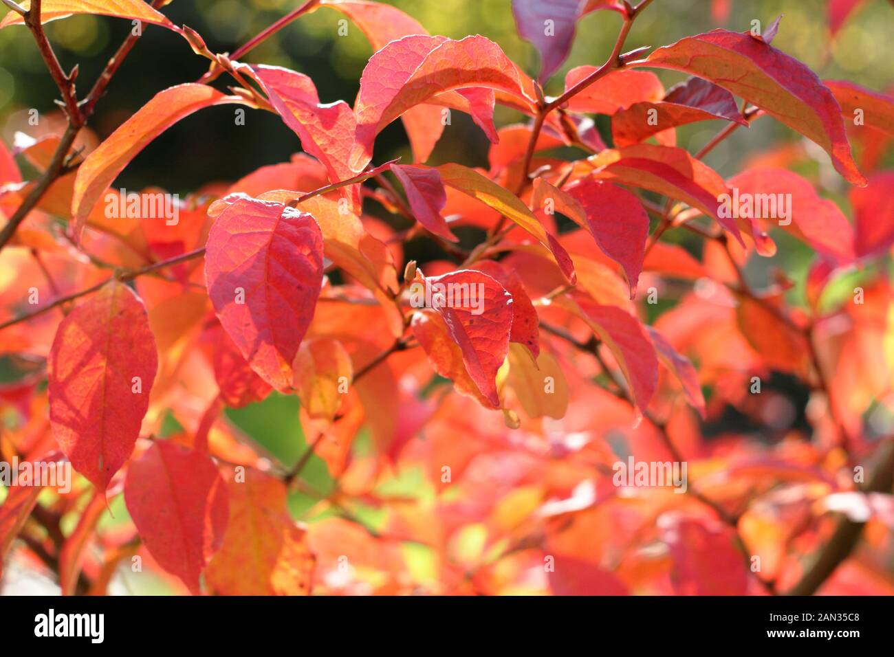 Stewartia pseudocamellia. Deciduous camellia tree displaying orange and red autumn leaves. UK. AGM Stock Photo