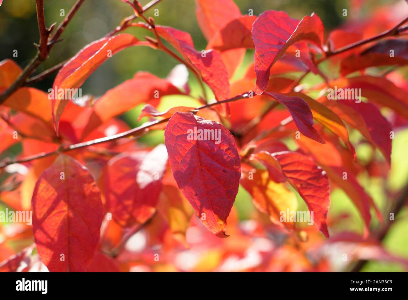 Stewartia pseudocamellia. Deciduous camellia tree displaying orange and red autumn leaves. UK. AGM Stock Photo