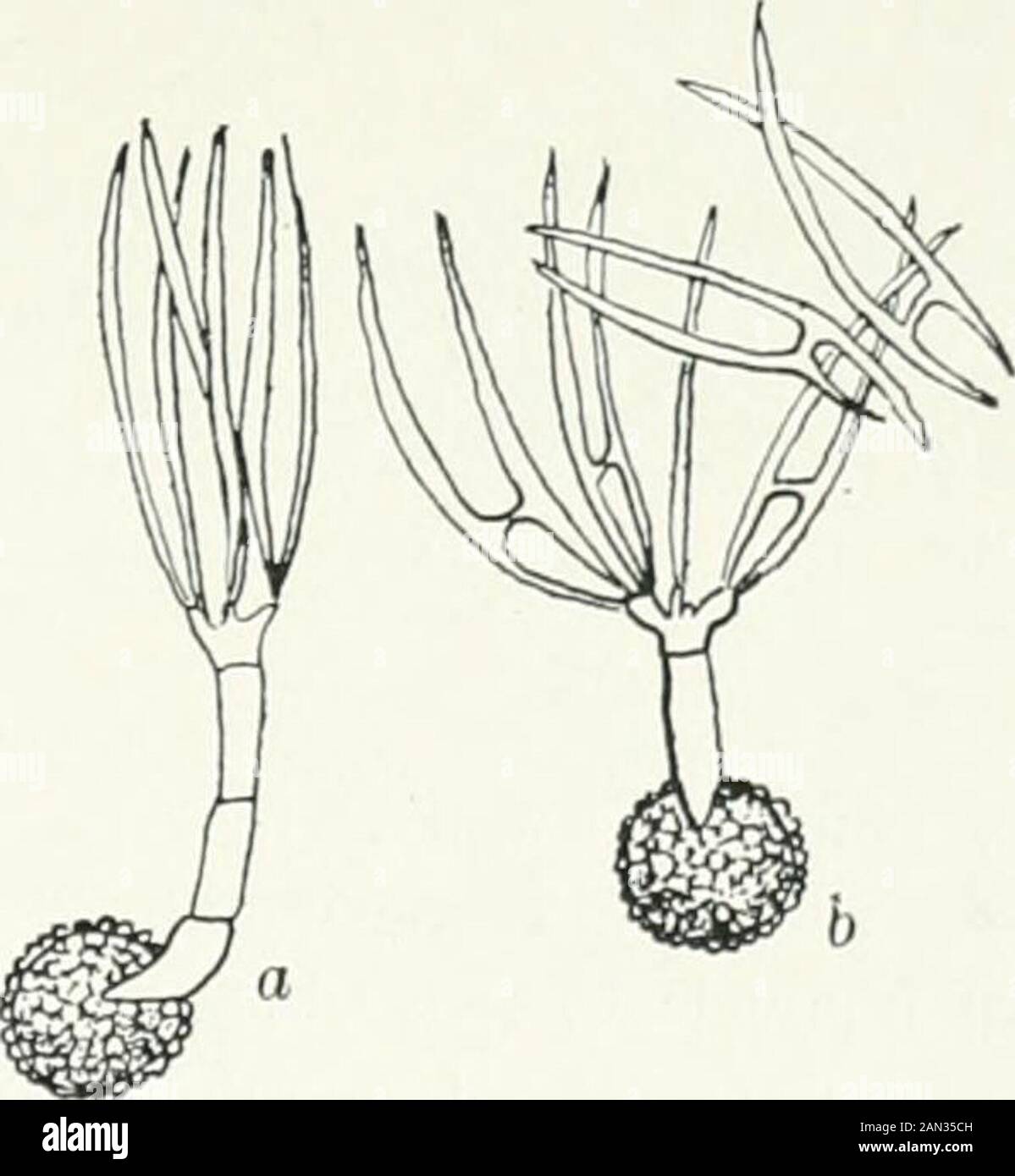 Fungi, Ascomycetes, Ustilaginales, Uredinales . -spore of T. Tritici the nucleus passesinto the basidium and divides three times so that eight nuclei are formed.Eight basidiospores are budded off in abunch at the apex of the basidium, andeach receives a single nucleus. Frequentlyadditional nuclear divisions take placeand ten, twelve, or sixteen uninucleatespores may be produced. When the sporesare fully formed short conjugating tubesgrow out and connect neighbouringspi nes, often while these are still attachedto the basidium (fig. 161). According to Rawitschcr the nucleusof one cell of the pai Stock Photo