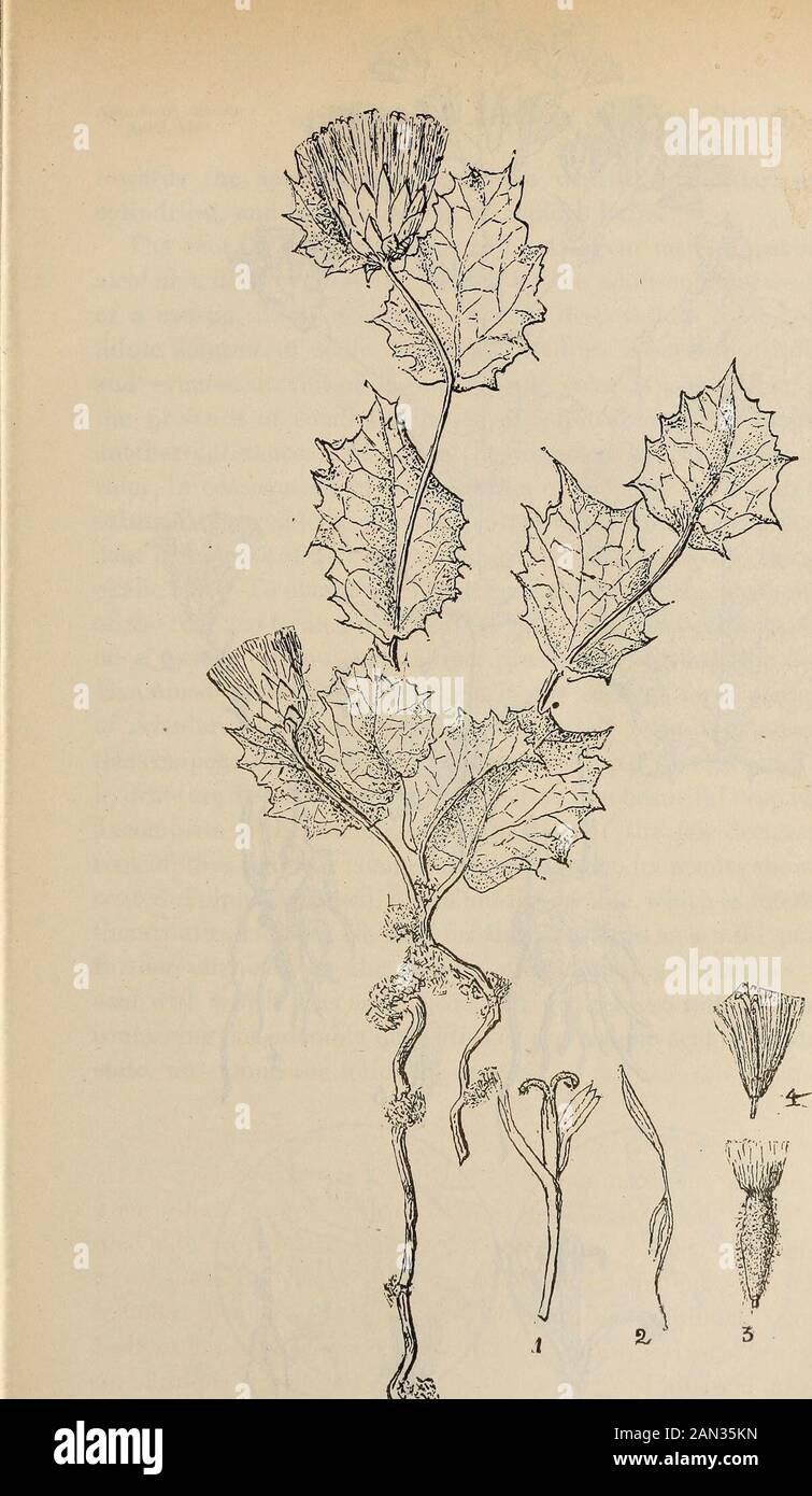 American journal of pharmacy . a. The roots attachedto several specimens furnished sufficient material to establish the pres-ence of pipitzahoic acid, and the specimens of great perfection servedas originals for the accompanying illustrations of these most interestingplants. Perezia nana Gr., of slender growth from 4 to 8 inches high, with aslender, creeping or ascending root-stock, articulated mostly, and thejoints and head of which are covered with tufts of fine woolly hairs.The slender wiry stem is simple or sparsely branched from the base,slightly flexuous, angled and a little rough. The r Stock Photo