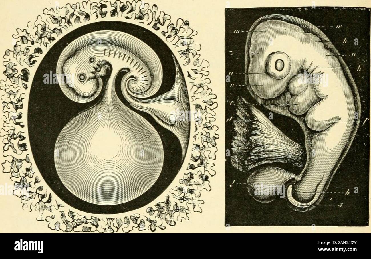 The evolution of man: a popular exposition of the principal points of human ontogeny and phylogenyFrom the German of Ernst Haeckel . een the outer skin-furrow and the blind endof the intestine, and this disappears when the opening ismade.^^ Directly in front of the anus the allantois grows out oithe posterior intestine; this is the important embryonicappendage which develops, in Placental Animals, and onlyin these (thus in Man too) into the placenta (Figs. 278, 279,1;Plate V. Fig. 14, al). In this more developed form—repre-sented in the diagram (Fig. 94, ^, vol. i. p. 312)—the intestinal 324 T Stock Photo