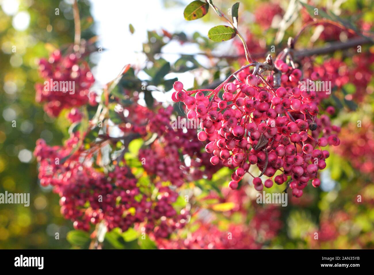 Sorbus pseudohupehensis 'Pink Pagoda'. Pink autumn berries of Pink Pagoda rowan tree. UK. AGM Stock Photo