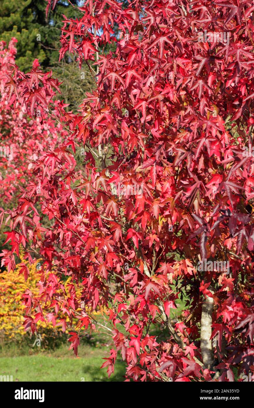 Liquidambar styraciflua 'Stared' sweet gum tree displaying vivid autumn colours. Stock Photo