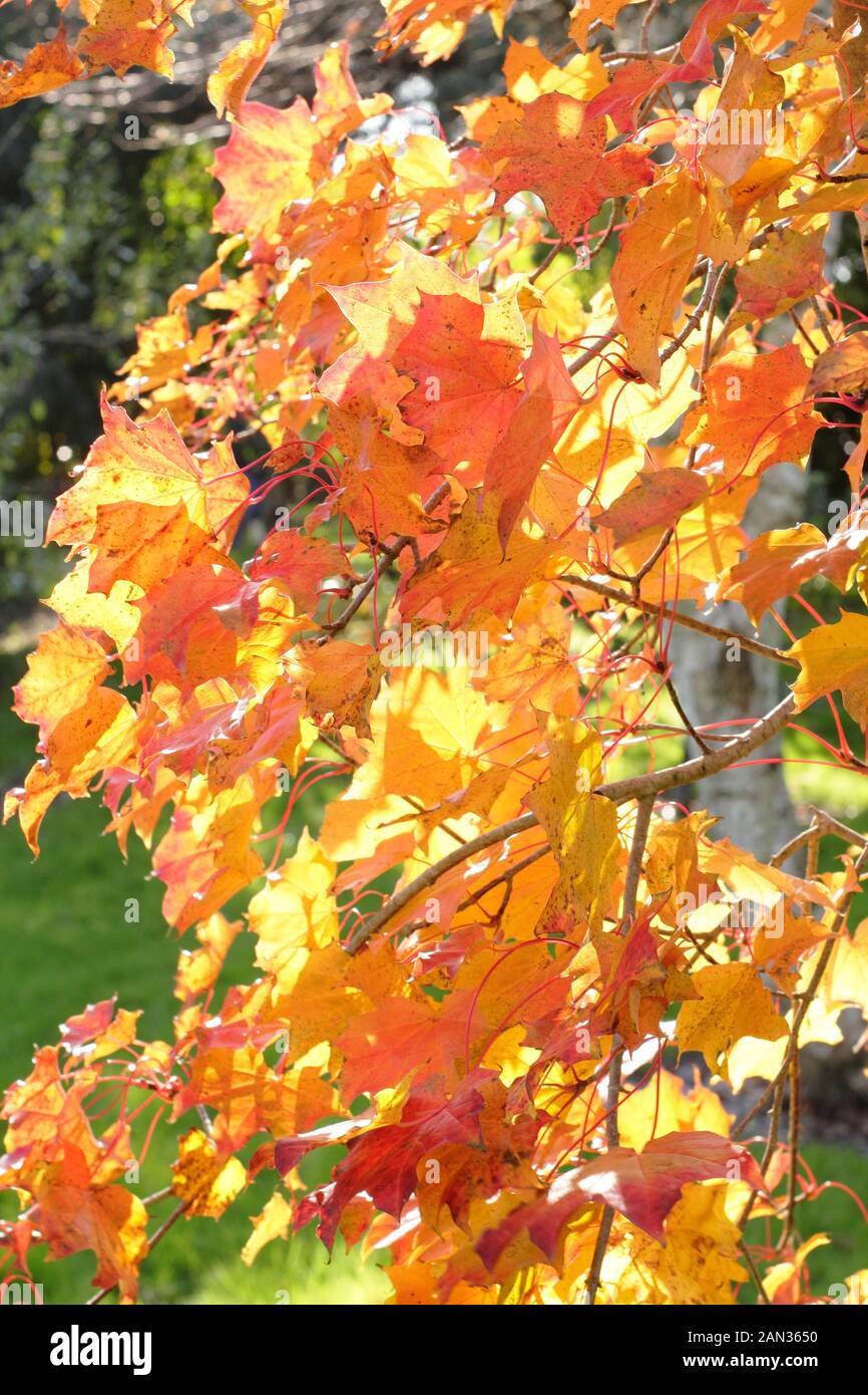 Acer 'Ample Surprise'  displaying autumn colours. Acer platanoides and Acer amplum cross Stock Photo