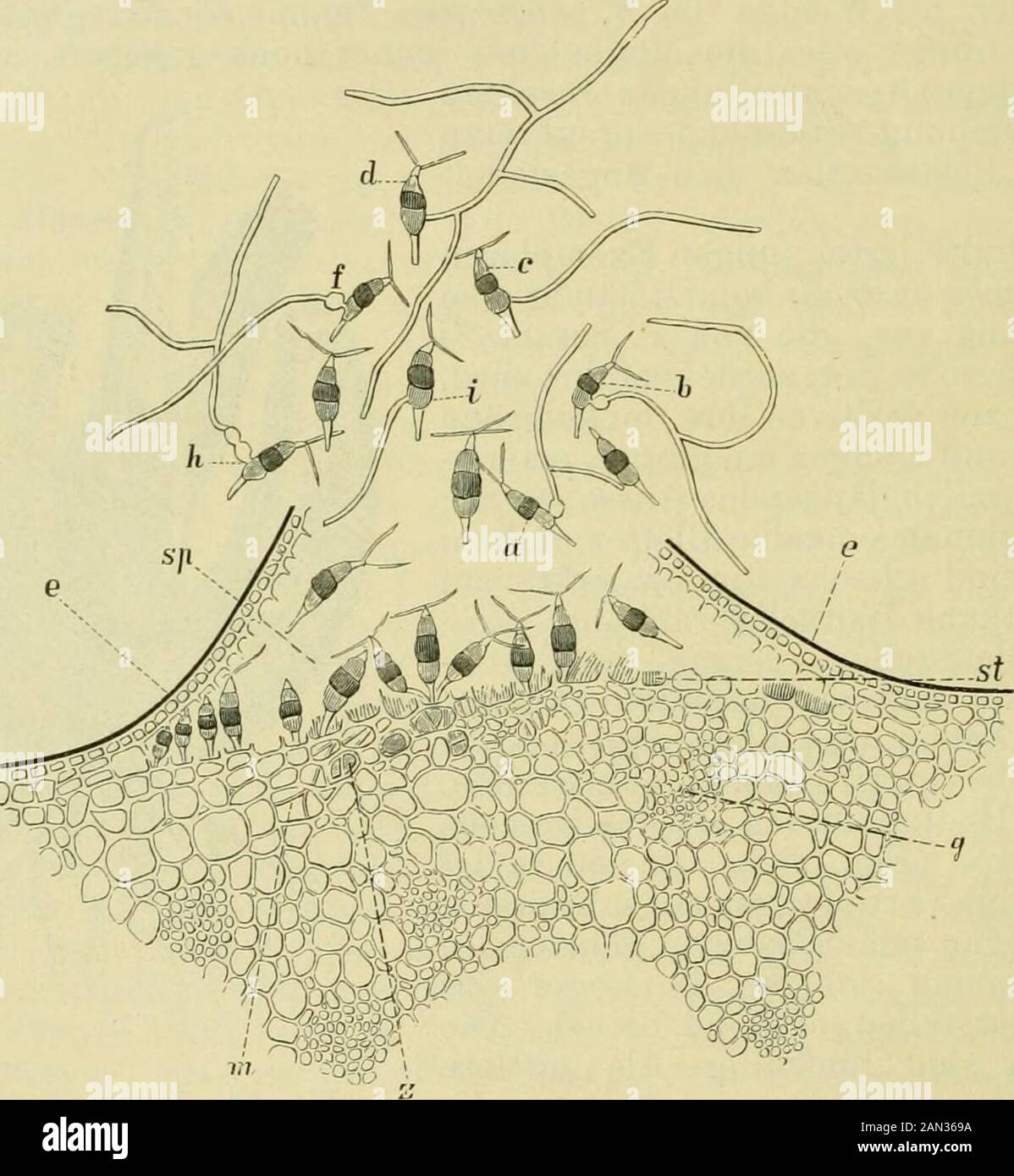 Handbuch der Pflanzenkrankheiten . Fig. 56. Durch Pestalozsia fuscescetis Sor. erkrankte Corypha- Pflänzchen. (Nach Sorauek.) ^) Landwirtsch. Jahrb. 1887. -) Handbuch der Pflanzenkraukheiten. 2. Aufl. II, 399. 3) Waonkh, f., u. P. SoRAiKu, Die Pestalozzia-Ivrankheit der Lupinen in Zeit-schrift f. Pflauzenkrankh. VIII, 266. 432 III. E. Fungi imperfecti. zum Absterben brachten. Wenn die Pflanzen erst eine gewisse Gröfseerlangt hatten, so wurden zwar die unteren Blätter noch infiziert, aberdie Erkrankung tat der Fruchtbildung keinen wesentlichen Abbruch.Der Ausbruch der Erkrankung war besonders d Stock Photo