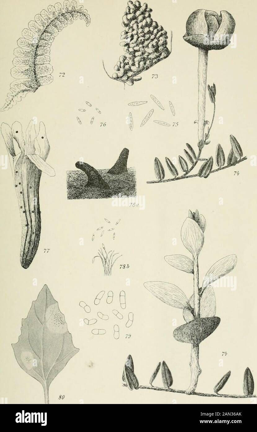 Danish fungi as represented in the herbarium of ERostrup . Fig. 57-58: Entyloma Henningsianum Sydow, hab.-f-, resting-sp. —. - Fig. 59-60: Enty-loma ossifragi Rostrup, sp. ^, hab.^-. - Fig. 61: Entyloma catenulatum Rostrup, sp. -p.Fig. 62: Entyloma crastophilum Sacc. from Avena pubescens, sp. —. - Fig. 63, Entylomapicridis Rostrup, sp. ^. - Fig. 64-66: Entyloma matricariae Rostrup, conidia of diffe-rent size ^- - Fig. 67: Resting spores of the same, i2».   Fig. 68-69: Urocystis coraUloides Rostrup, hab.-f, sp. ^. - Fig. 70: Uromyces scleranthi Rostrup. uredosp. —. Fig. 71: Uredo glyceriae mihi Stock Photo