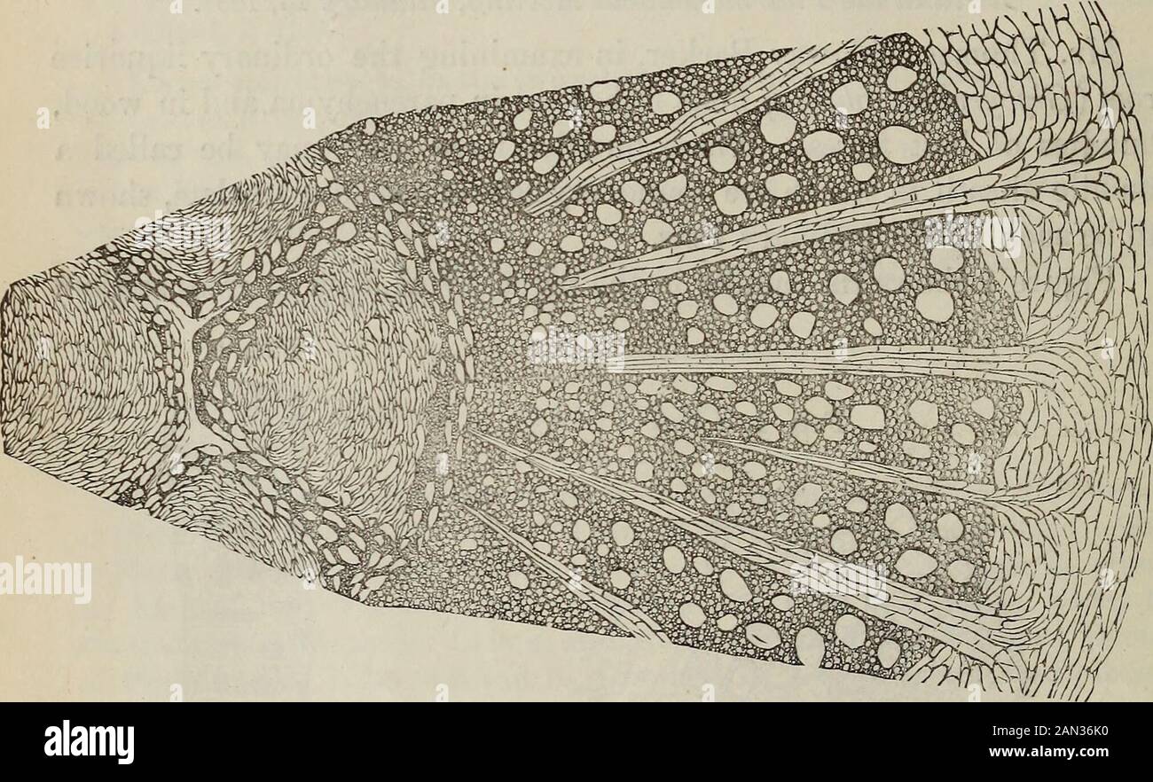 American journal of pharmacy . Figure 2 gives a longitudinal view of the same, divested of its sur-rounding parenchyma. Figures are magnified about 350 diameters. Such crystals and crystal sheaths are not unique. They are foundin the Aspidosperma Quebracho, for which see the essay by Dr. AdolphHansen, reprinted in the Therapeutic Gazette, October, 1880, p. 292, 9 130 Laboratory Contributions. J Am. Jour. Pharm March, 1884. and are also found in the stem of the anomalous Welwitschia mira-bilis, for a figure of which see De Bary Vergleichende Anatomie, p.140. There is, however, this difference Stock Photo
