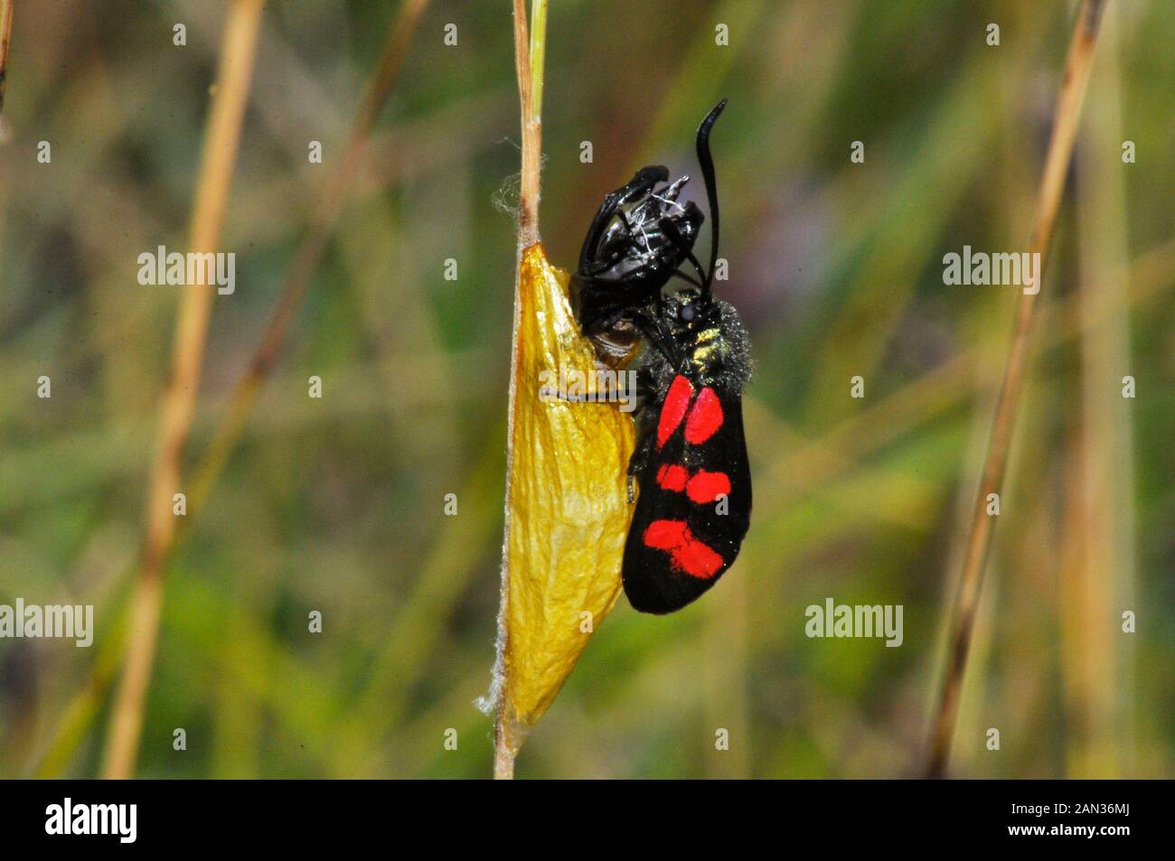 Six spot burnet moth' Zygaena filipendulae' after emerging from its yellow cocoon,June to August on grasslands. Wiltshire.UK Stock Photo