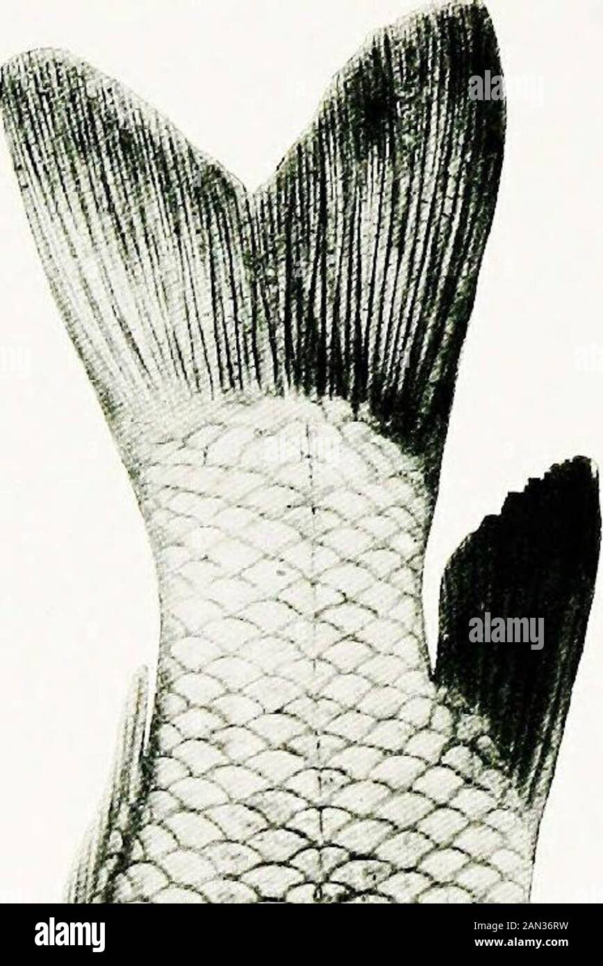 ..The fishes of Illinois . than half of aquatic insects,very largely Chircmomus larva? and larvae of day-flies. The species breeds in early spring, ordinarily between the 10thand 20th of April (Capt. Schulte). In 1898 the red-mouth spawnedbetween the 15th and the 30th of that month. ICTIOBUS URUS (Agassiz)(mongrel buffalo; round buffalo) Agassiz, 1854, Amer. J. Sci. Arts (Sillimans Journal), XVII, 355 (Carpiodes). J. & G. (Bubalichthys), 116; M. V., 44; J. & £., I, 164j N., 50 (Bubalichthys niger); J., 65 (Bubalichthys); F., 82; F. F., I. 2, 81 (Bubalichthys niger), II. 7, 452; L., 11. Body ro Stock Photo