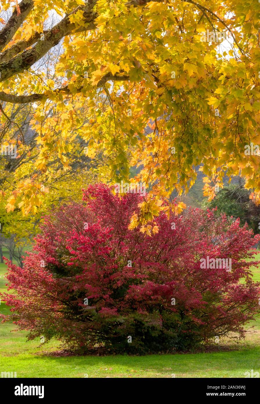 Golden Maple Tree and Burning Bush in Autumn in North Carolina Stock Photo