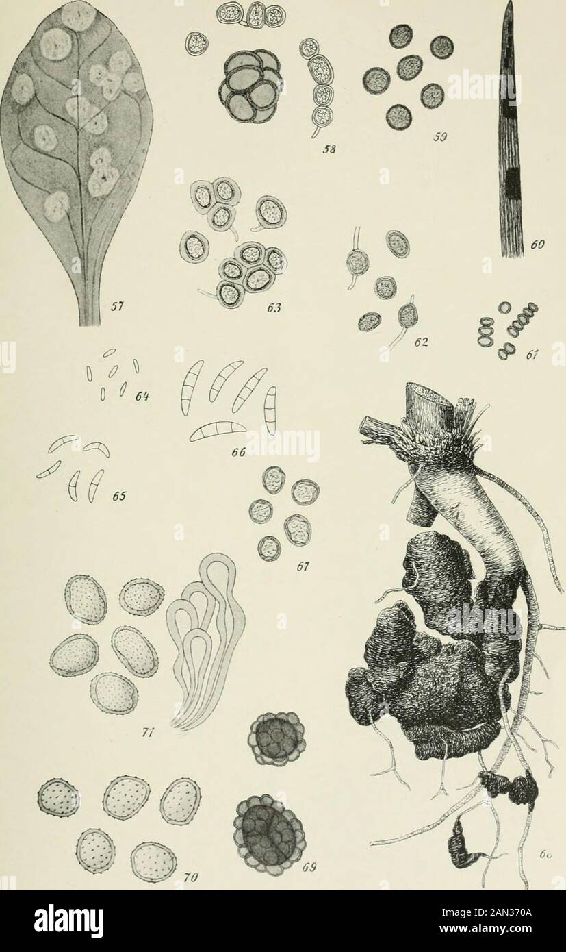 Danish fungi as represented in the herbarium of ERostrup . Fig. 44; Pleospora lycopodii spec, nov., asc. ix sp. -p. — Fig. 45-46: Phomatospora are-naria S. B. R., asc. &. sp. ^, hab.-f. - Fig. 47-48: Diatrypella abietis spec, nov., asc. 6.sp. -j-i, section of the stroma-y. — Fig. 49-50: Stigmatea pirolae (Fries), hab.-j-, asc. 6. sp.^. — Fig. 51: Leaf of Ribes rubrum with Septoria ribis Desm.-j-. — Fig. 52: Dead leafof Ribes rubrum with Mycosphaerella ribis Fuckel,— — Fig. 53: Septoria ribis Desm.,sp. •^. — Fig. 54: Leptosphaeria corvina (Rostrup), hab.-j-. — Fig. 55—56: Doassansiahottoniae (R Stock Photo