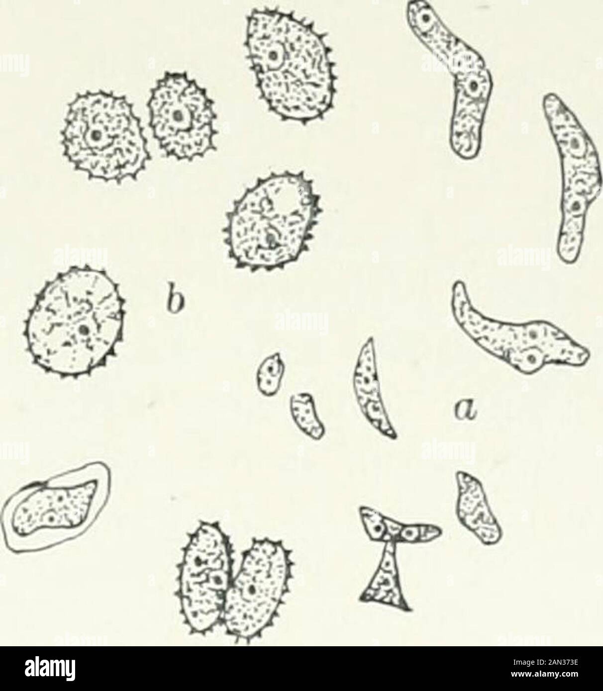 Fungi, Ascomycetes, Ustilaginales, Uredinales . Fig. [51. Fischfri; -.pore- ball, one spore germinating, ? ;oo;after Plowright. Fig. 1-2. Ustilago Cario; u. young, binucleatebrand-spores; b. l&lt;lrr spores after nuclearfusion; after Rawitscher. The young spore, like the cells of the mycelium from which it is derived,contains two nuclei (fig. 152a). These undergo fusion, so that the maturespore is uninucleate (fig. 152/;). The pairing of the nuclei, which beginswith the association of the basidiospores (or their conidia), is thus completedin the brand-spore. The minute investigation of the gro Stock Photo