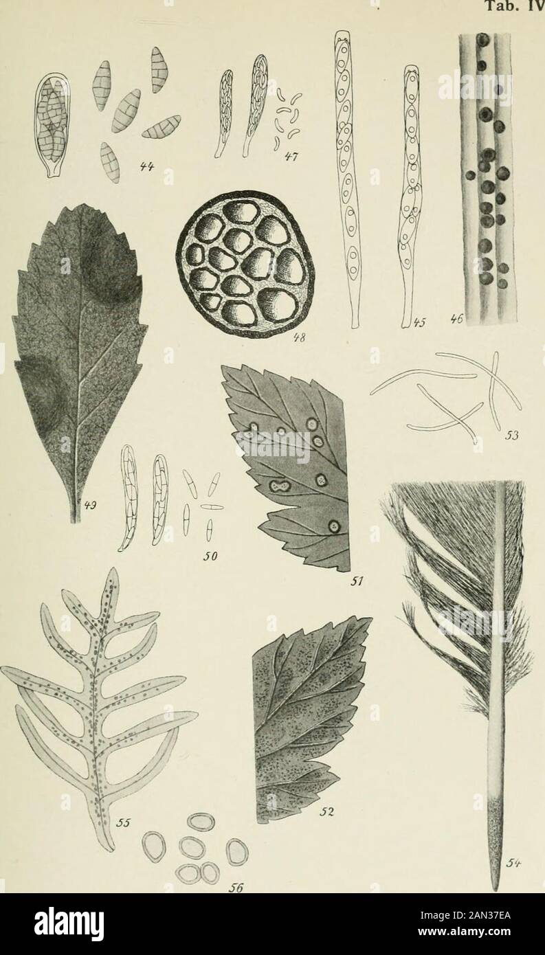 Danish fungi as represented in the herbarium of ERostrup . If f 1 iH 1 lirifl ij 1 1 ,M Ill;II ii lil 1 J^ Fig. 29-30: Herpotrichia rubi Fuckel, hab.-p. asc. & sp. ^. - Fig. 31-32: Herpotrichiacollapsa (Romell), asc. G. sp. -p-, hab.-j-. — Fig. 33-34: Mycosphaerella juncaginearum(Lasch), hab.-j-, asc. &. sp. -y^. — Fig. 35: Mycosphaerella ribis (Fuckel), asc. &. sp. ^.Fig. 36: Myscophaerella psammae (Rostrup), asc. &. sp. ^. — Fig. 37-38: Mycosphaerellalineolata (Desm.), hab.^, asc. 6^ sp. —. — Fig. 39: Mycosphaerella perforans (Desm.),asc. &. sp. -T-. — Fig. 40-41: Venturia glomerata Cooke on Stock Photo