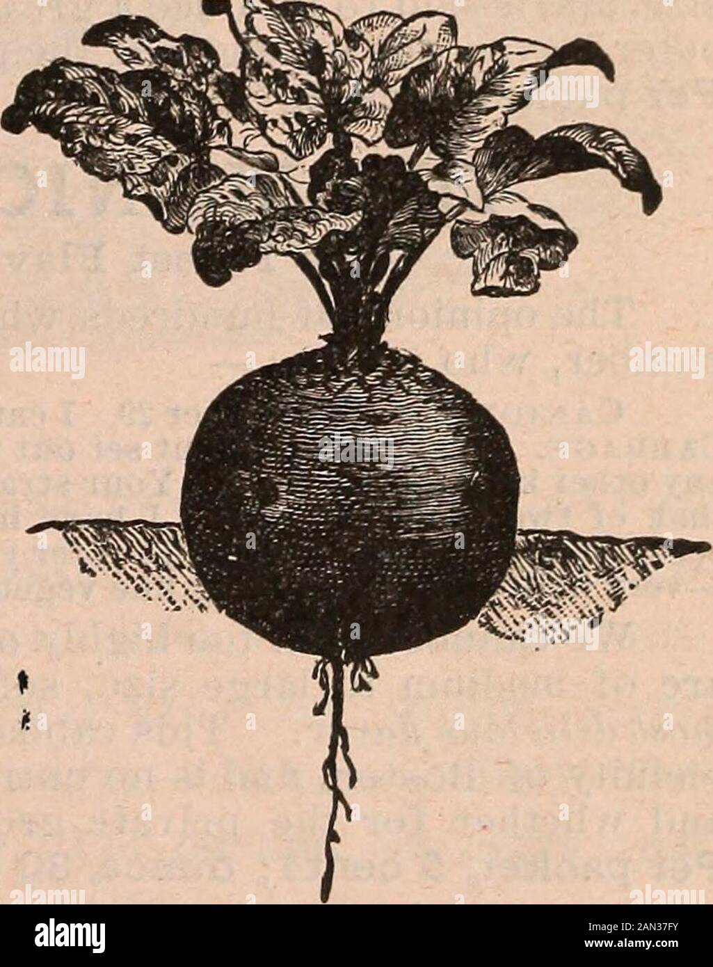 R & J Farquhar & Co's catalogue 1894 : reliable tested seeds plants bulbs fertilizers tools etc. . CULTURAL POLE BEAN. Prolific, early and finely flavored Bean. In our trials, the Columbia was fully asearly and carried a crop one-third heavier. Per quart, 35 cents; per packet, 10 cents. LOW^S BROCKTON POLE BEAN. Rapidly displacing old favorites; covered with very long red pods, of excellent qual-ity ; one of the best in cultivation. Per quart, 25 cents;packet, 10 cents. EDMANDS TURNIP BEET;SELECTED. This seed is our special stock, and is a very supe-rior selection. It is the best main-cropTBee Stock Photo