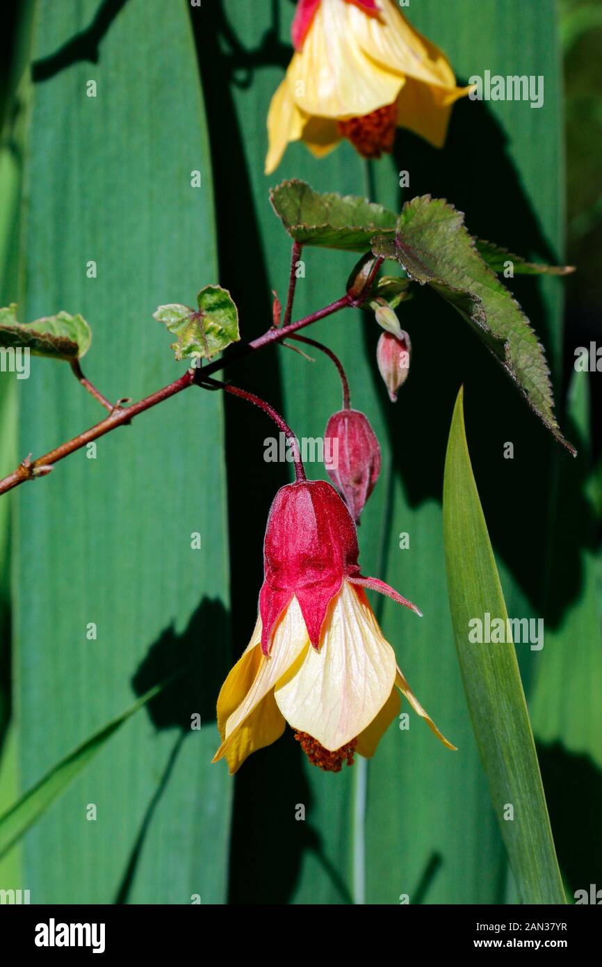 Close up of red and orange flowers of Abutilon 'Cynthia Pike' Stock Photo