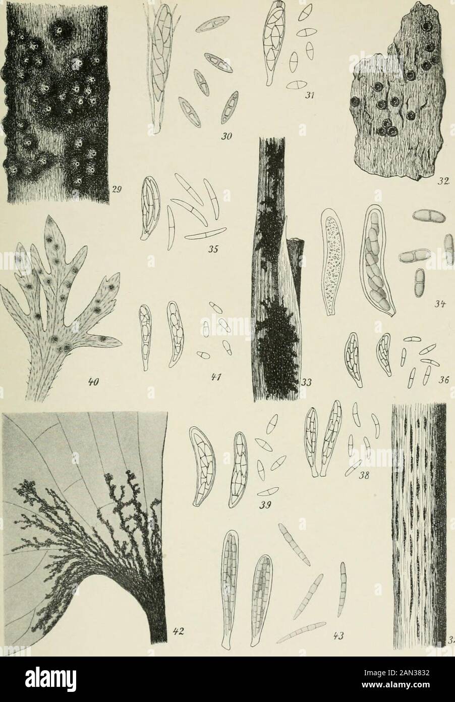 Danish fungi as represented in the herbarium of ERostrup . Fig. 14: Cudoniella minima sp. nov., asci & sp. ^?^. - Fig. 15: Rutstroemia firma Fries,germinating ascospores ^. — Fig. 16-18: Beloniella brunellae Lind, hab.-p, sp. G. asci -p.Fig. 19: Scutularia multiguttulata Rostrup ^-t^. - Fig. 20-21: Scleroderris difformis Rostrup,perithecia^, asci 6. sp. ^. - Fig. 22: Samarospora potamogetonis Rostrup, asci ik sp.122..   Fig. 23-24: Myiocropon lycopodii Rostrup, on Lycopodium complanatum-j-, asc. 6.sp. *«.   Fig. 25-26: Dothidea ribesia Fries i^ (see pag. 181). - Fig. 27-29: Dothidellageranii ( Stock Photo