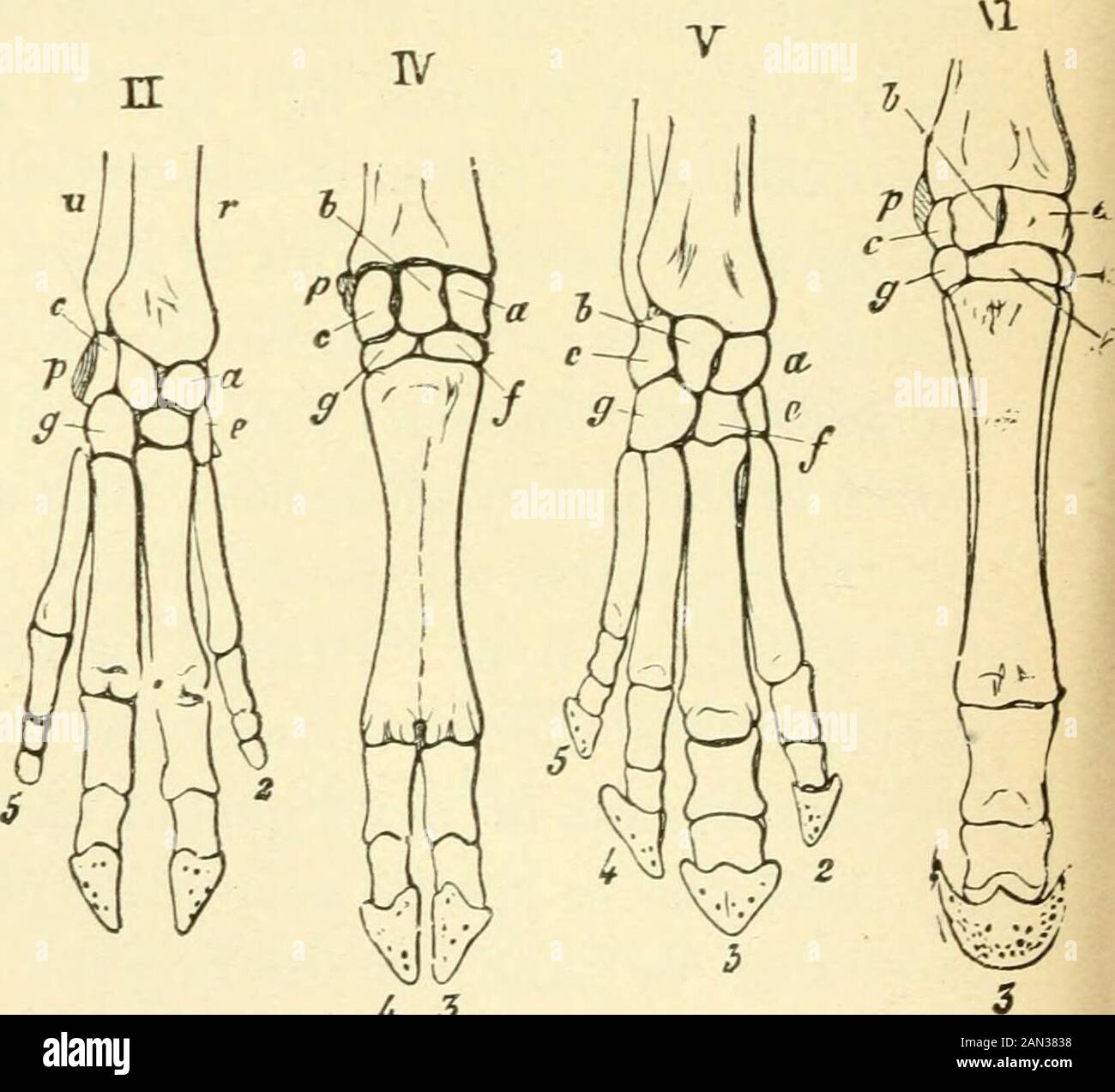 The evolution of man: a popular exposition of the principal points of human ontogeny and phylogenyFrom the German of Ernst Haeckel . 4- 5 Fig. 273.—Skeleton of hand or fore-foot of six Mammals. I. Man; II.Dog; III. Pig; IV. Ox; V. Tapir; VI. Horse, r, Eadius; u, ulna;a, scaphoid; h, semi-lunar; c, triquetrum (cuneiform); d, trapezium; gytrapezoid ; /, capitatnm (unciform process) ; g, hamatum (unciform bone) Jp, pisiform; 1, thumb; 2, digit; 3, middle finger; 4, ring finger; 5, littlefinger. (After Gegenbaur.) ORIGIN OF THE LIMBS. 307 Tol. i. p. 362; / fore-leg, b, hinrl-leg.) In all, the firs Stock Photo