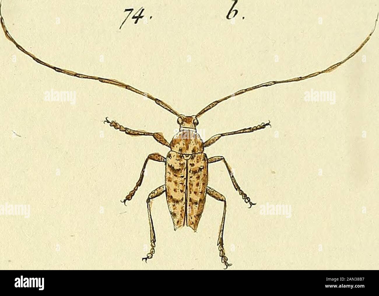 Entomologie, ou, Histoire naturelle des insectes : avec leurs ...