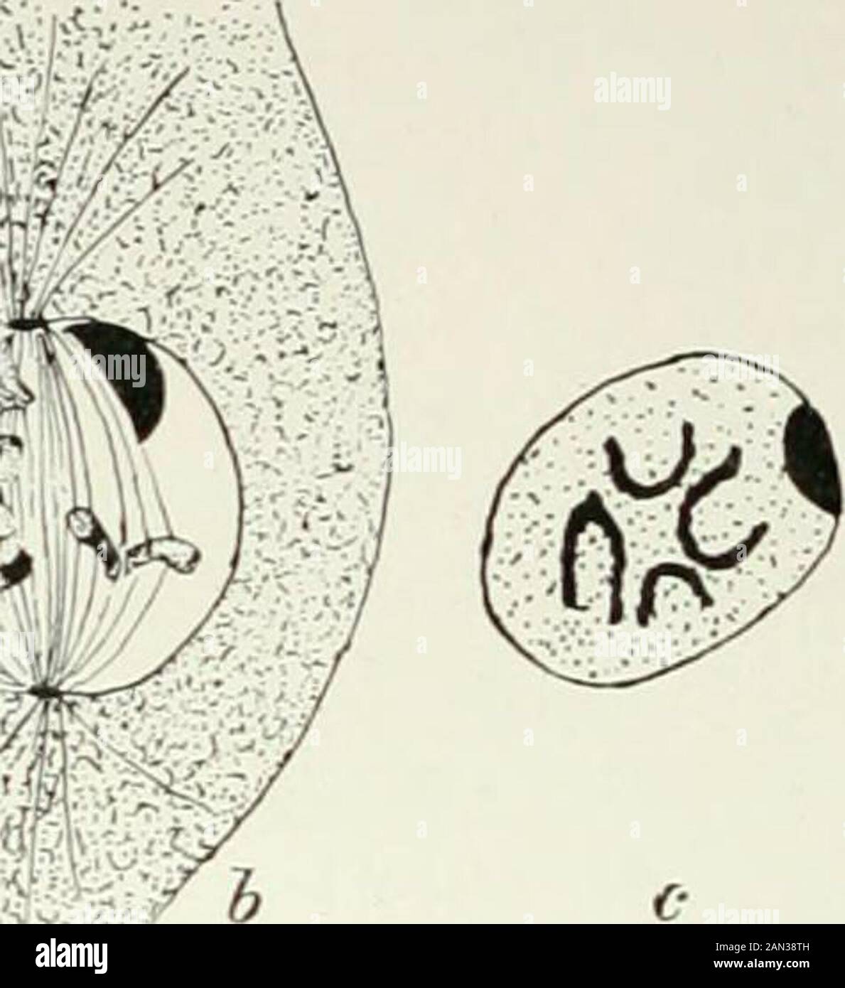 Fungi, Ascomycetes, Ustilaginales, Uredinales . f ., ?? ?:. ? 9. ?. ... ??:-;?? b Fig. 14J. Laboulbenia chaetophora (?). «. cell formed by binucleateoogonial and trichophoric cells, x 430; b. first division in ascusdescribed by Fauil as the anaphase, K1510; c. nuclear division inspore, showing four chromosomes, X2800; after Faull. Since almost all our knowledge of the group is due to the brilliant workof Professor Thaxter of Harvard it follows that the North American speciesare far better known than those of other localities. Such material as he wasable to obtain from warmer regions proved, Stock Photo