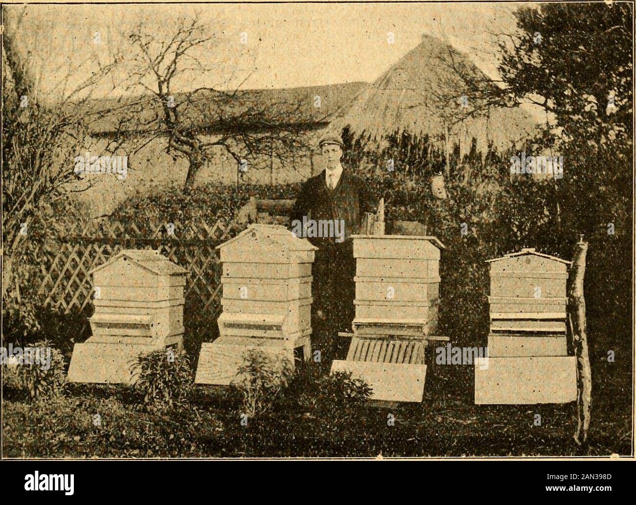 British bee journal & bee-keepers adviser . n the craft, but makes his own hives,manages his bees on up-to-date lines, and,notwithstanding natural drawbacks, is inevery way a successful bee-keeper, as thefollowing notes, written at our request,will show. He says : — When I was a very small boy my grand-father kept about twenty stocks of bees inskeps, which always proved a source of some trouble (being only an amateur car-penter-), was successful in making fivehives, to which I added two of theW.B.C. type, bought in the flat fromone of your advertisers in Gloucester. Itransferred my stocks from Stock Photo