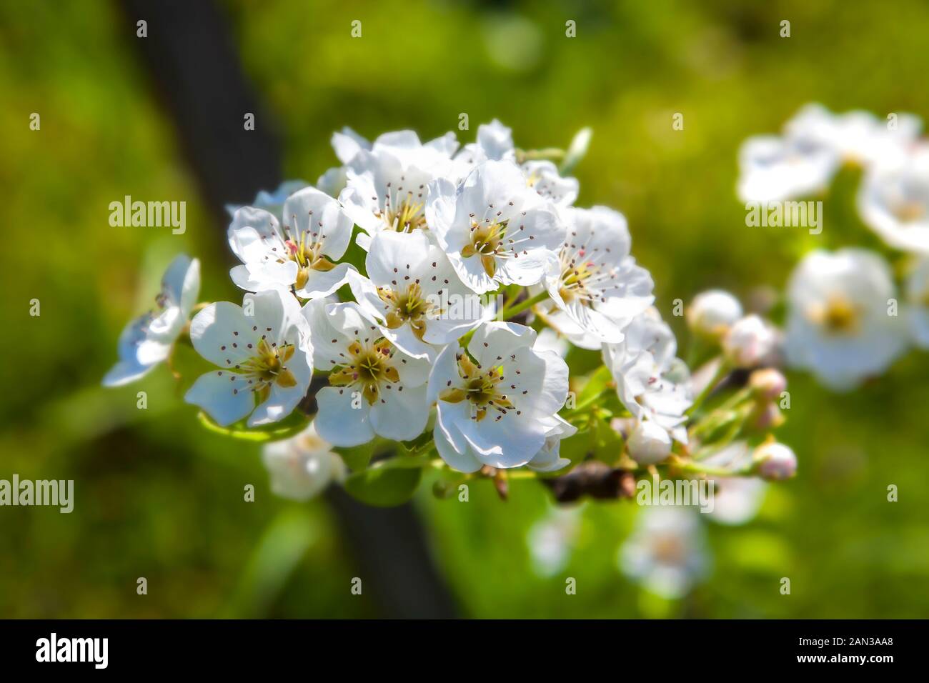cherry blossoms in the foreground of a blurry background photo Stock ...