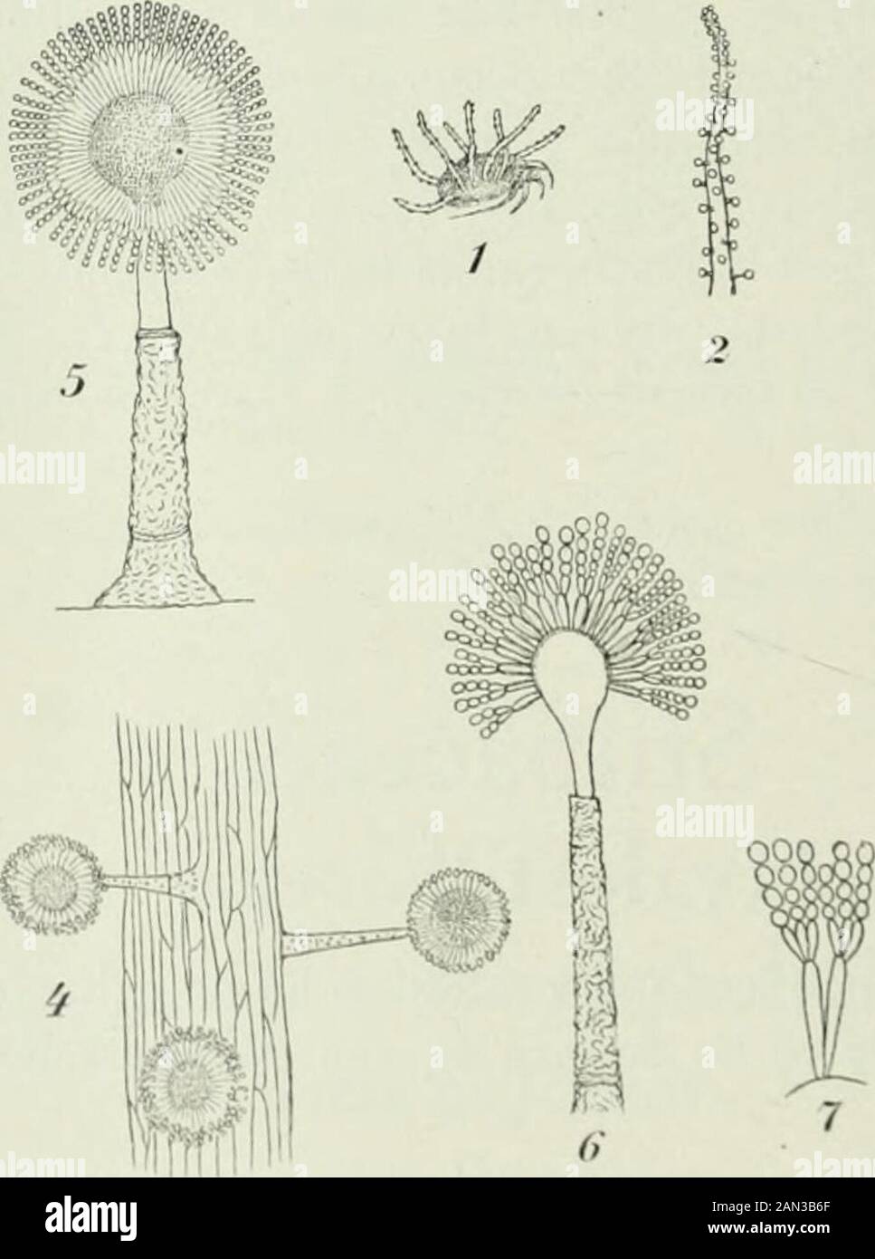 Danish fungi as represented in the herbarium of ERostrup . ©- 1. Habitus. Fig. 40. Gibellula pulchra.2. A single stroma, enlarged. riu 4. Part ot tlie same-p. i i.x (i. Conidiophores and conidia ^. till7. Part of the same. ^. From R 93 b. 539 On spiders. S. Ruderhegn, Serup Hegn (O. R.); L. Bellesminde (^^/t 79),Sellested; Falst. Corselitze Skov. Pirobasidium. 3217. Pirobasidium sarcoides v. Hohnel, Ldau IX ^^ Is the conidial fructification of Coryne sarcoides (see v. Hohnel 02)and is found on the same places. Isaria. 3218. Isaria farinosa Fries S. M. Ill  Syll. IV ^«^ Ldau IX ^^Syn: Is. cr Stock Photo