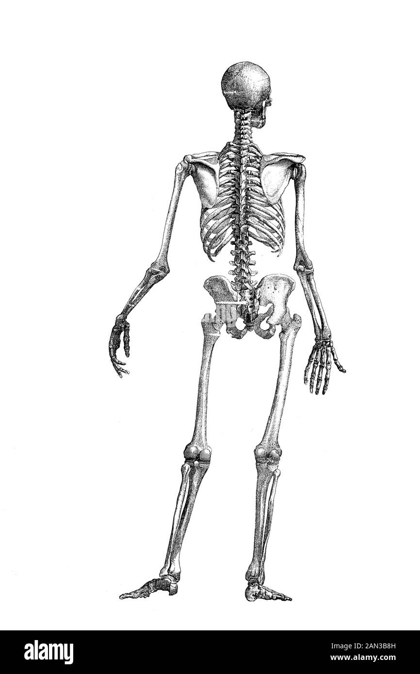 human skeleton, seen from the back,   /  menschliches Skelett, von hinten gesehen, Historisch, digital improved reproduction of an original from the 19th century / digitale Reproduktion einer Originalvorlage aus dem 19. Jahrhundert Stock Photo