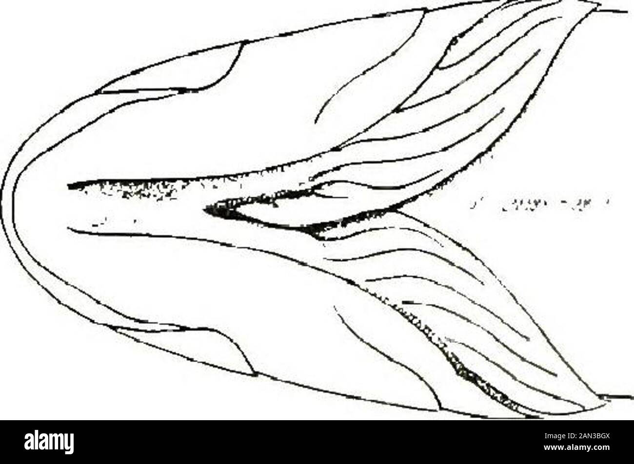 ..The fishes of Illinois . Fig. 6Heterocercal tail of Dogfish (Amia). Fig. 7Typical homocercal tail of Pike-perch(Stizostediori). (After Jordan and.Evermann.). Fig. 8Ventral view of head of Large-mouthed Black Bass, showingfreegill-membrane. Stock Photo