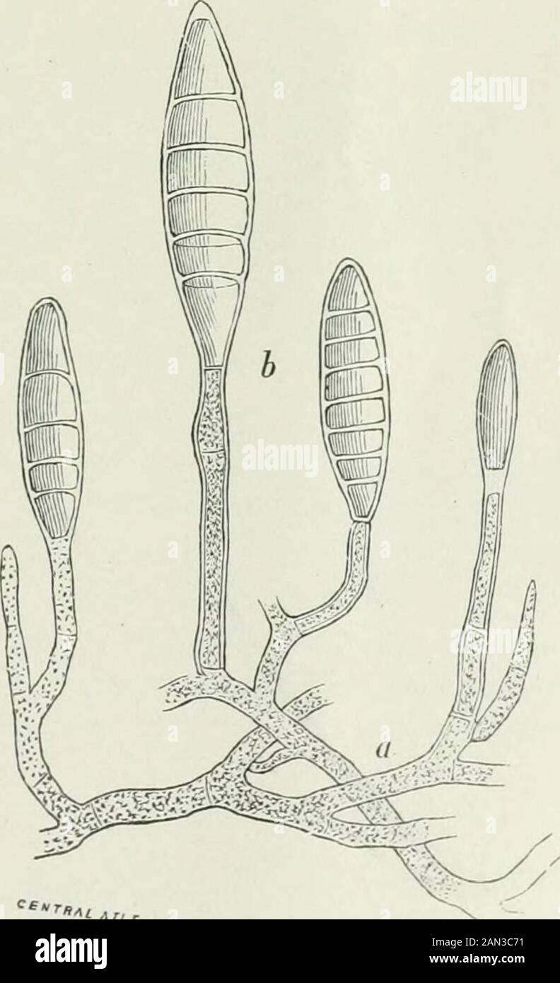Danish fungi as represented in the herbarium of ERostrup . rde. Epochnium. 3107. Epochnium monilioides Fries S. M. Ill  Syll. W^ LdauYjjj 843 ^ icon., Syn: Monilia fructigena Schum. no 1604 non Fries. On decaying fruit. S. October (Schum.). Dematiaceae—Phaeophragmiae. Clasterosporium. 3108. Clasterosporium scirpicolum (Fuckel) Sacc, Syll. IV ^^^,Ldau IX  On dead stems of Scivpus lacii-sfris. S. Lystrup!. 3109. Clasterosporium put- refasciens (Fuckel) Sacc, Syll.IV2^ Ldau IX  Syn: Spori-desmium putr. Fuckel, Tricho-derma brassicae Schum. no 1585,Helminthosporium rhizoctonumDybdahl 77 ^ non R Stock Photo