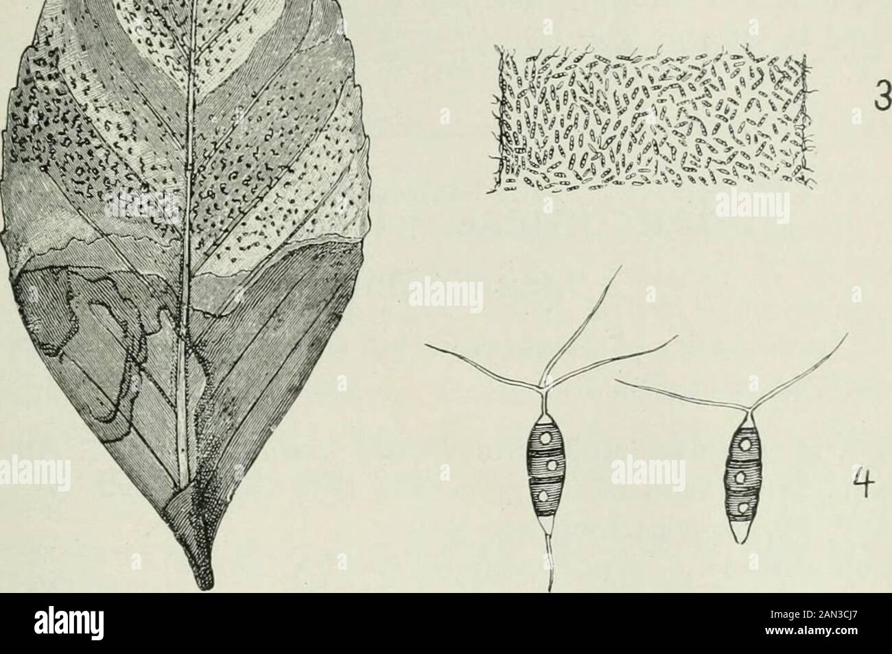 Danish fungi as represented in the herbarium of ERostrup . Fig. 36. Pestalozzia Guepini. 1. A leaf of Camellia infected. 2. Cirrhi of the same leaf /i. 3. Part of the same cirrhi 4. 2 conidia -r-. From R 02 a. 2803. Pestalozzia gongrogena Temme, Syll. X «^ All. VII ^ R02 a 5«^ Salix cinerea. L. Hardenberg. Salix viminalis. L. Saxkebing. 2804. Pestalozzia maculicola Rostrup 95 a 2, 02 a ^^^ see tab.VIII fig. 102. Maculae orbiculares, diam. 3—4 mm albidae, amphigenae, lineofusco cinctae; acervuli minutissimi, nigri; conidia oblongo-fusoidea,3-septatis, loculis 2 interioribus fuscis, 16—20 6—7 M Stock Photo