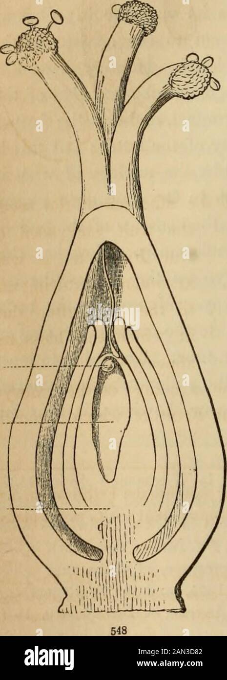 Introduction to structural and systematic botany, and vegetable physiology, : being a 5th and revedof the Botanical text-book, illustrated with over thirteen hundred woodcuts . becomesone when a pollen-tube reaches theembryo-sac, the first known result offertilization being that a coat of cel-lulose is deposited upon its surface.This newly-formed cell grows bycell-multiplication (33), either pro-ducing a mass of cells, as shown inFig. 10 - 14, or else in the first placedeveloping into an elongated cell ora thread-shaped chain of cells (thesuspensor), the lower cell of whichdivides in all direc Stock Photo