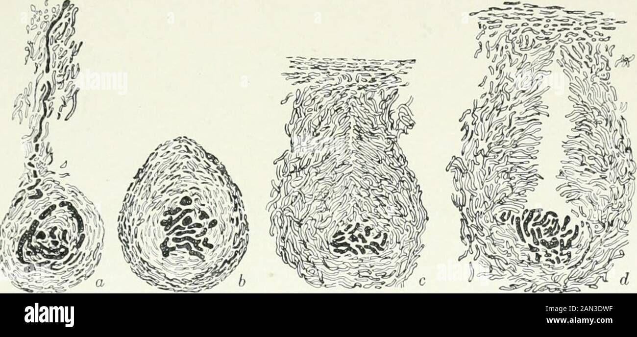 Fungi, Ascomycetes, Ustilaginales, Uredinales . Fig. 1:6. Poroniapunctata (L.) Fr.; stroma cut across; after Tulasne. v] SPHAERIALES [(,., The perithccium is initiated by the development of a coil of large,deeply-staining cells forming the archicarp. It arises amongst the vegetativefilaments of the stroma, forms a couple of loops and is continued towardsthe surface of the stroma as a slender multicellular trichogyne (fig. 127 cj).At an carl)- stage the coiled portion becomes surrounded by a knot of small,densely-staining hyphae; later the trichogyne disappears, degenerationprogressing from the Stock Photo