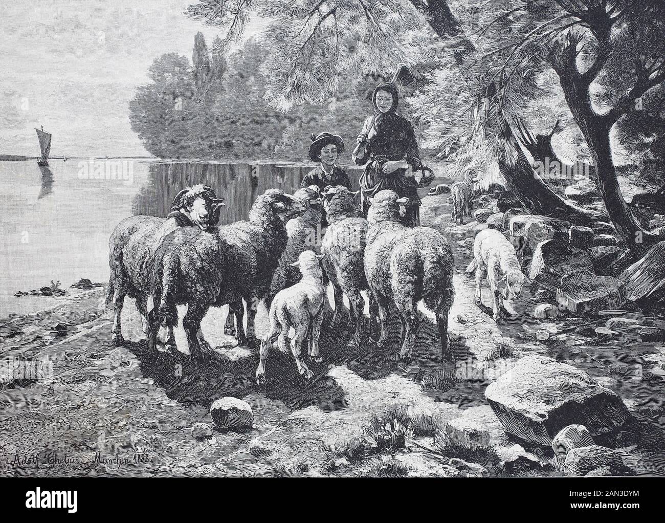 die schafer high resolution stock photography and images alamy