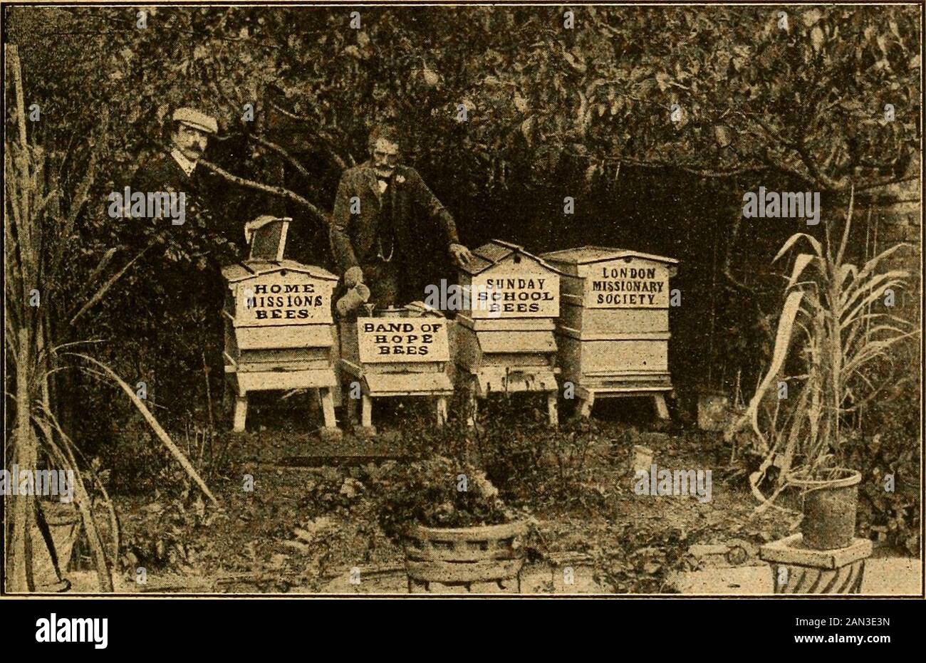 British bee journal & bee-keepers adviser . fore theseason ended 109 1-lb. sections were takenfrom them. This will, I think, not beaccounted as a bad beginning. In the fall of the same year, Mr. Sim-mons had the bees of three straw skepsgiven to him for the trouble of driving,which was successfully done ; the three lots foundation, etc., together with fourteennew section racks. The honey sold realised£11 2s. Provided the coming bee-seasonproves at all favourable, theee Coggeshallhives may be reasonably expected to yieldexcellent financial results in the courseof the present year. But should th Stock Photo