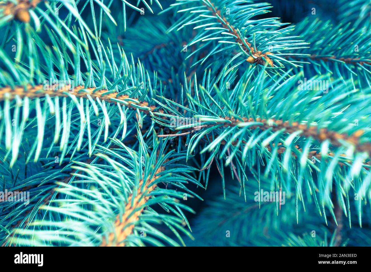 Branches of blue spruce (Picea pungens) close up. Soft focus, shallow depth of field. Stock Photo