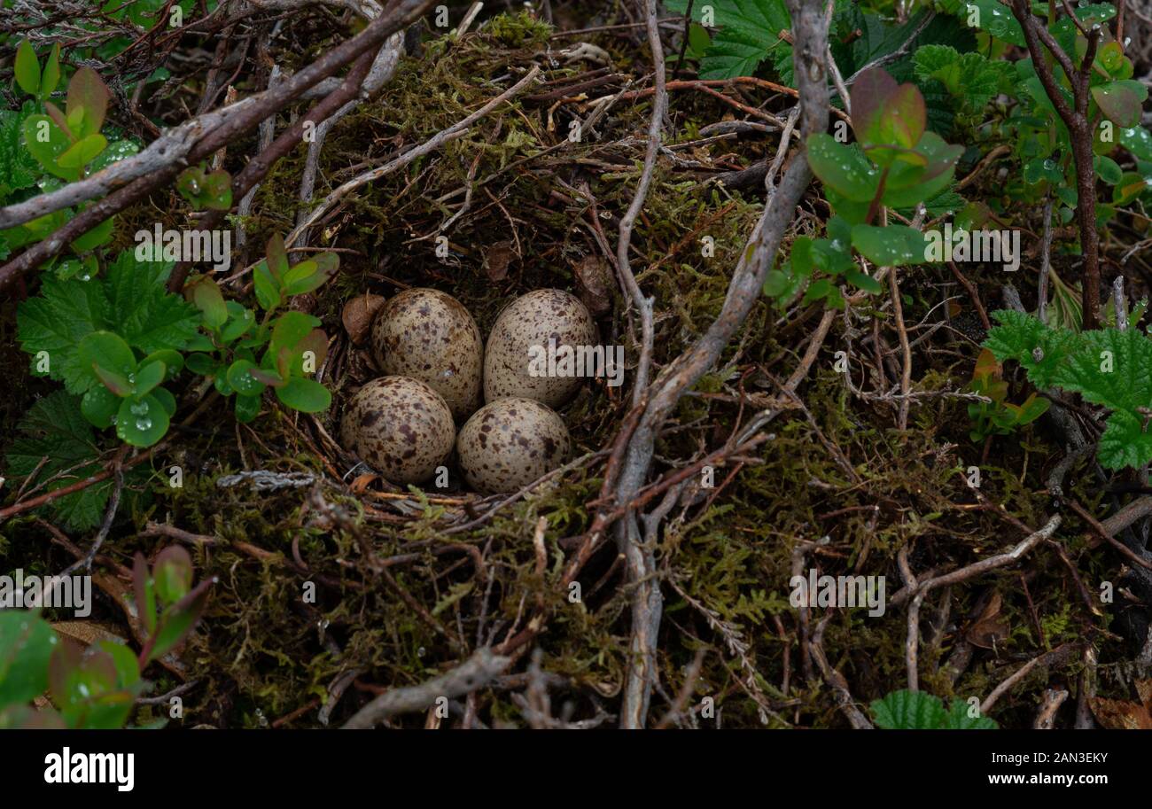 Four wild bird eggs in natural nest Stock Photo