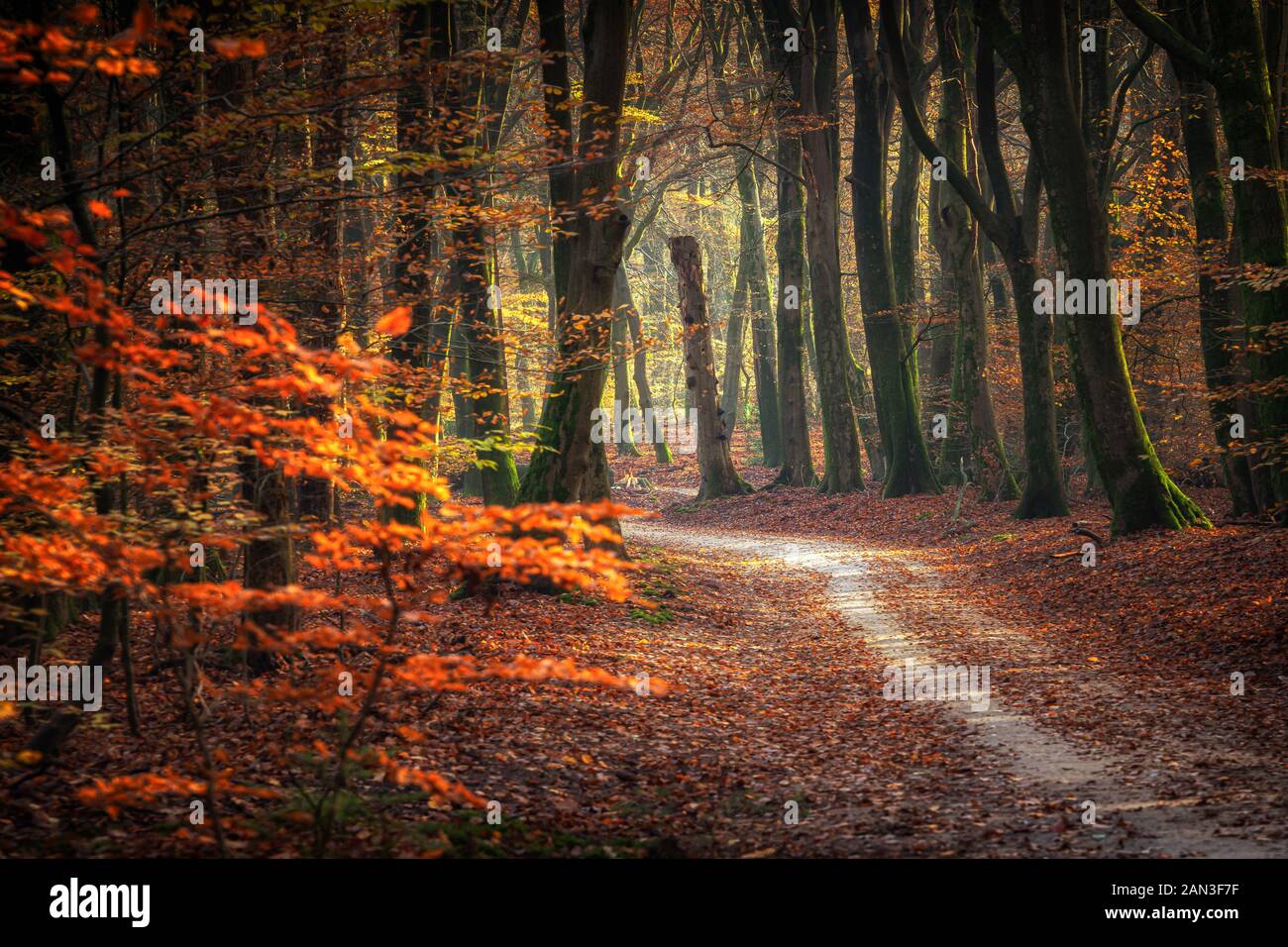 Sandy path in the forest with golden emerald autumn leaves in the rays ...