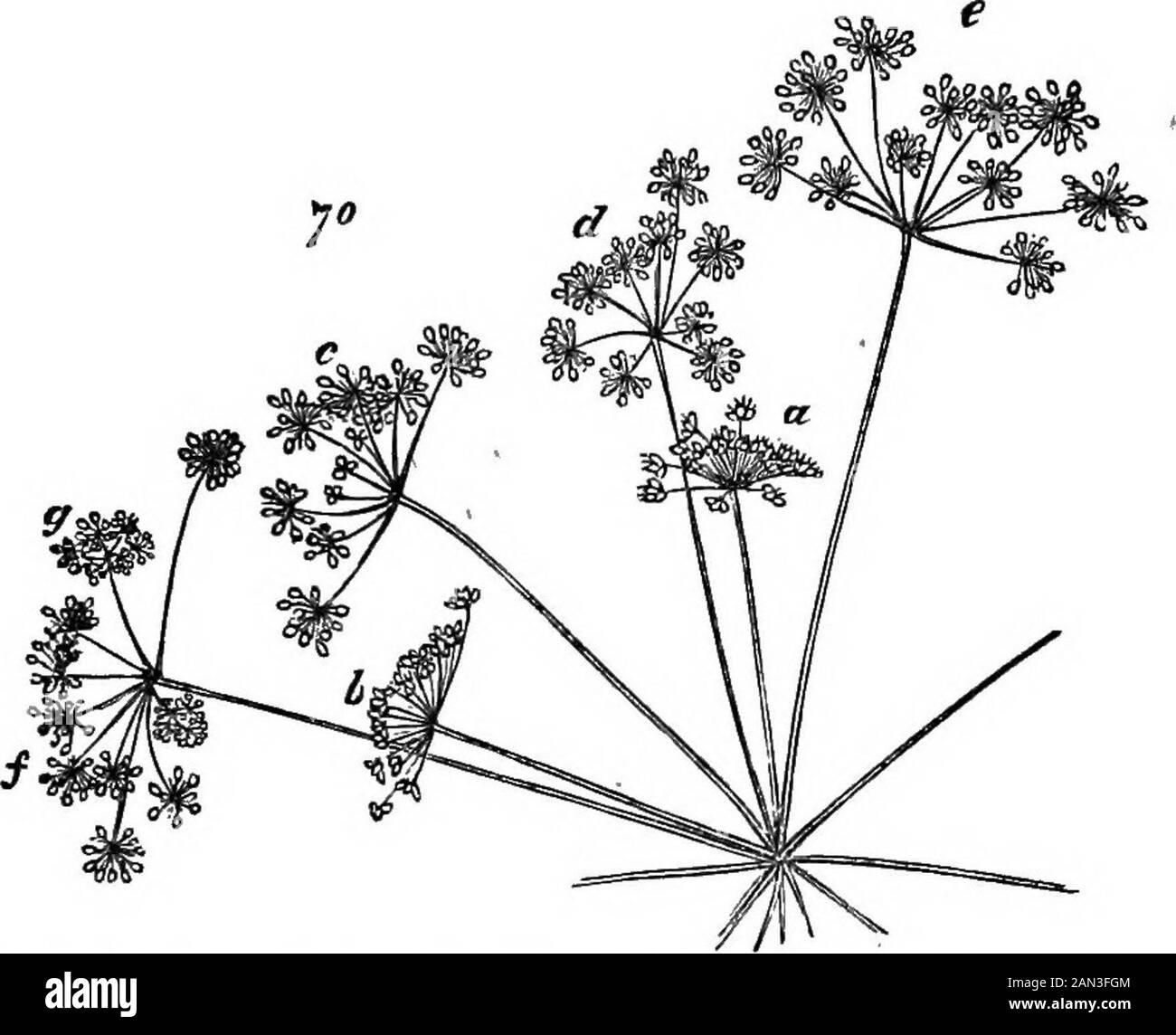 The principles of biology . Of the nineexternal clusters, in which the development of simple into compoundumbels is most decided, nearly all present anomalies. Three of themhave each a central flower untransformed; and in others, the central * For the information of those who may wish to examine metamorphosesof these kinds, I may here state that I have found nearly all the examplesdescribed, in the neighhourhood of the sea—the last-named, on the shore ofliOcheU, near Fort William. Whether it is that I have sought more dili-gently for eases when in such localities, or whether it is that the sea Stock Photo