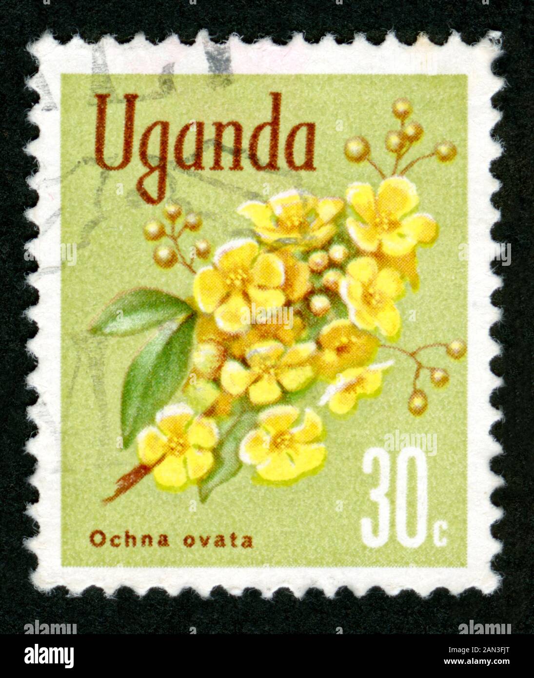 Stamp print in Uganda,flowers,Ochna ovata Stock Photo