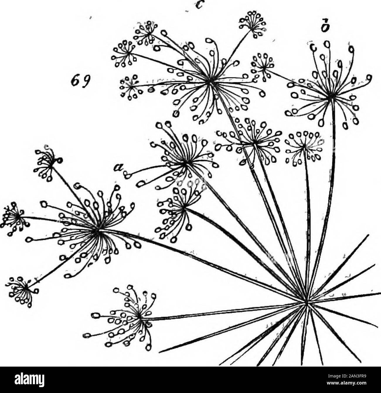 The principles of biology . the factors is just equal to itswork. And this highest conceivable result must be wroughtout by that same universal process which the simplest inor-ganic action illustrates. THE END. APPENDICES. APPENDIX A. SUBSTITUTION OF AXIAL FOR FOLIAR ORaANS IN PLANTS. I APPEND here the evidences referred to in §190. ^e mostnumerous and striking I have met with among the Umbelliferm.Monstrosities having the alleged implication, are frequent in, thecommon Cow-]Parsnep—so frequent that they must be familiar tobotanists; and vrild Angelica supplies many over-developments of-like m Stock Photo