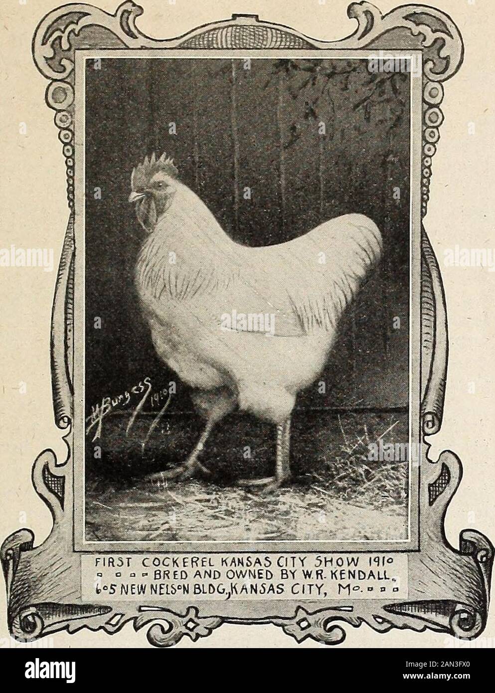 Standardbred Orpingtons, black, buff and white, their practical