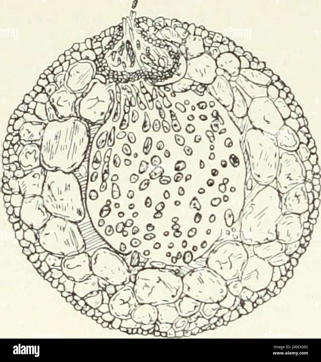 Fungi, Ascomycetes, Ustilaginales, Uredinales . The species grouped under Fusicladium amongthe I lyphomycetes are in some cases conidial forms of this genus. Theconidia are two-celled, borne on short conidiophores arranged in groups;/-. dendriticum is the cause of scab or black-spot on apples, and /?. Pyrinumof a similar disease on pears. 11 l62 PYRENOMYCETES [CH. Leptospliaeria includes some 500 species characterized by the papillateor conical ostiole, usually free from hairs. The majority are saprophytes onplant remains, some are parasites on land plants, and some on the RedAlgae. L. Lemanea Stock Photo