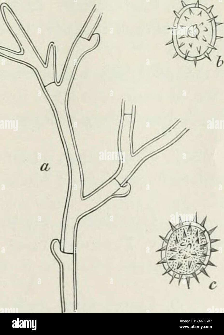 Danish fungi as represented in the herbarium of ERostrup . tharellus cibarius. S. Ruderhegn (Sept. 07 O. R.). On moss. S. TokkekabHegn (Raunkiasr). 1656. Hypochnus asterophorus Bonorden, Syll. VI ^^lOn moss. S. Tokkekob Hegn (Octob. Raunkisr). Tomentella. 1657. Tomentella fusca (Fries) Schroeter, Syn: Thelephora fuscaPers., Fries S. M. I ^ El. I ^° Schum. no 1983, Hypochnus fuscusKarsten, Syll. VI, Lit: R 02 a ^^. Very common on stems and fallen branches, twigs, fronds etc. 1658. Tomentella ferruginea (Fries) Schroeter, Syn: Thelephoraferr. Persoon, Fries El. I ^^^ Hypo-chnus ferr. Fries Obs Stock Photo